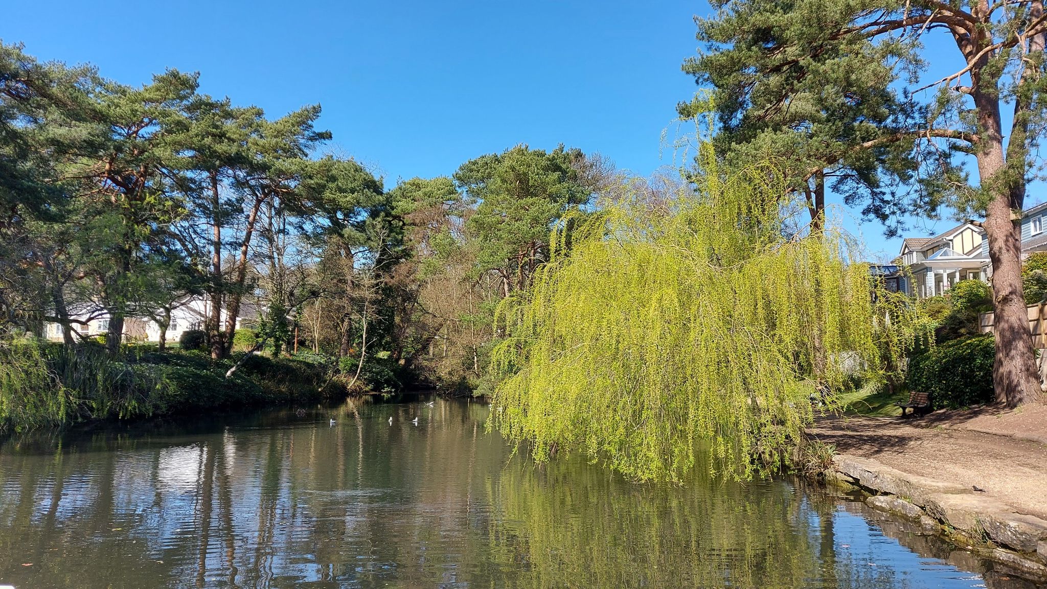 coy pond gardens