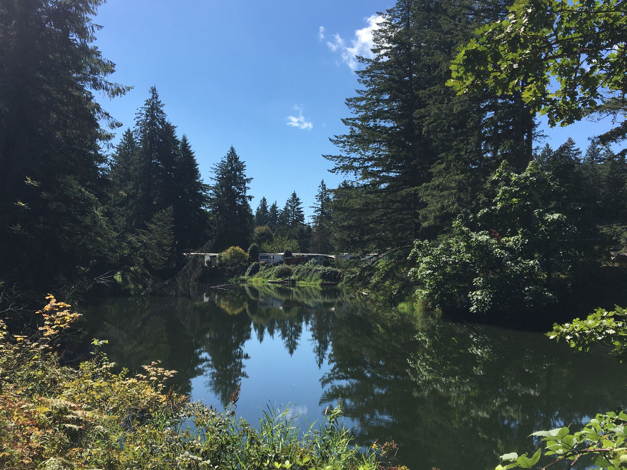 A calm lake reflecting dense green trees and a distant bridge under a blue sky. - Round Lakes Upper Dam – Lacamas Lake loop from Camas