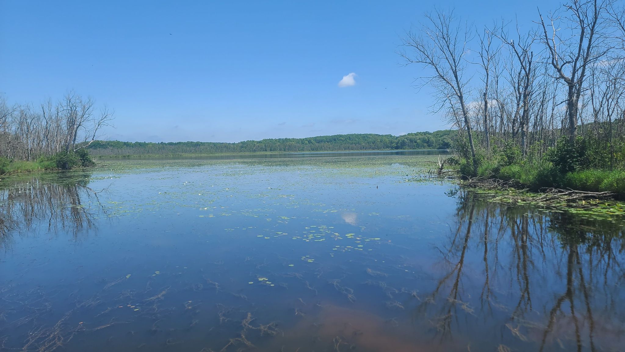 Sunny view of a calm lake with green foliage and bare trees. - Forest Lake and Mauthe Lake Loop