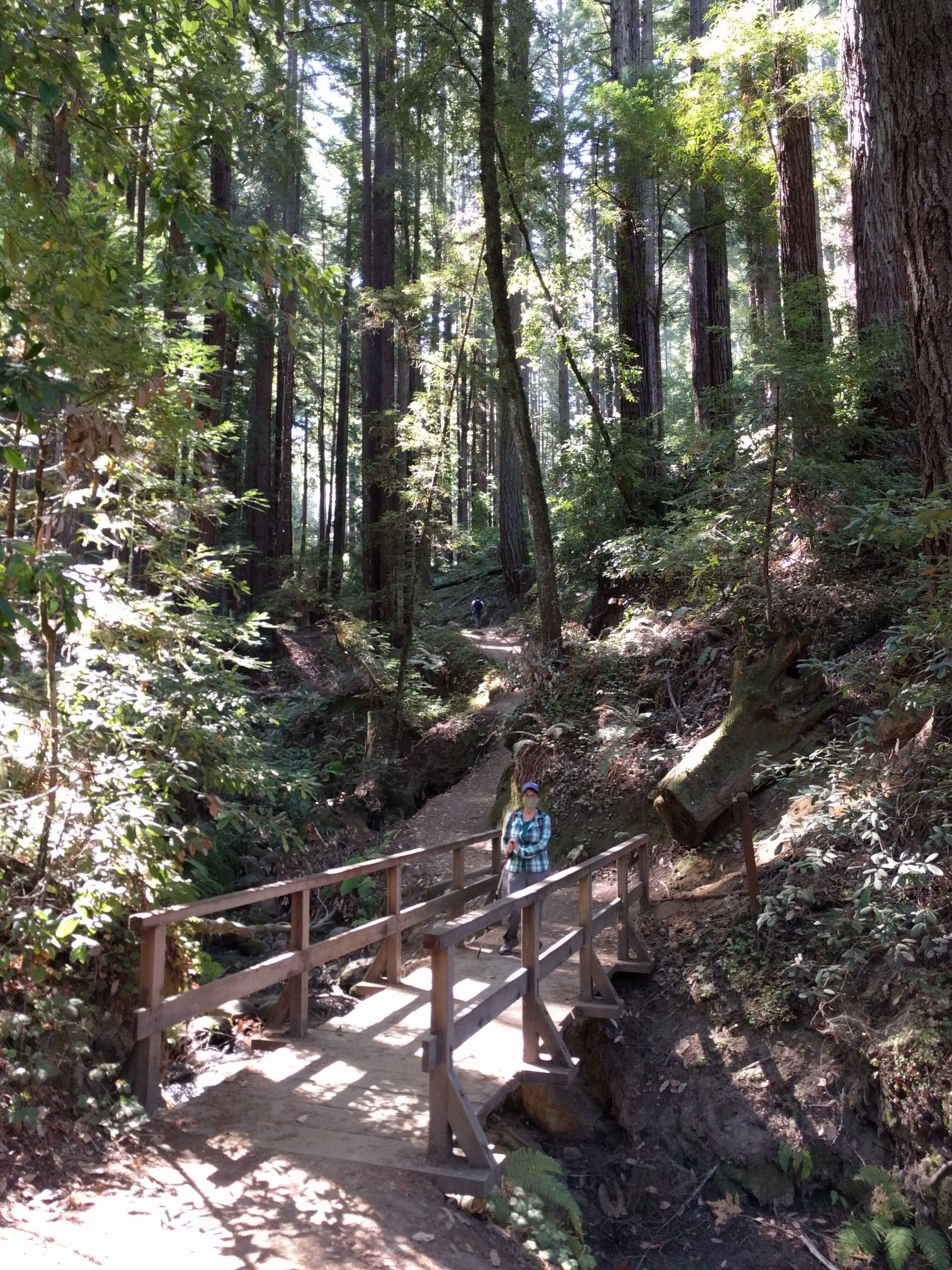 A person stands on a wooden bridge in a sun-dappled forest of tall trees. - Eagle Creek Trail