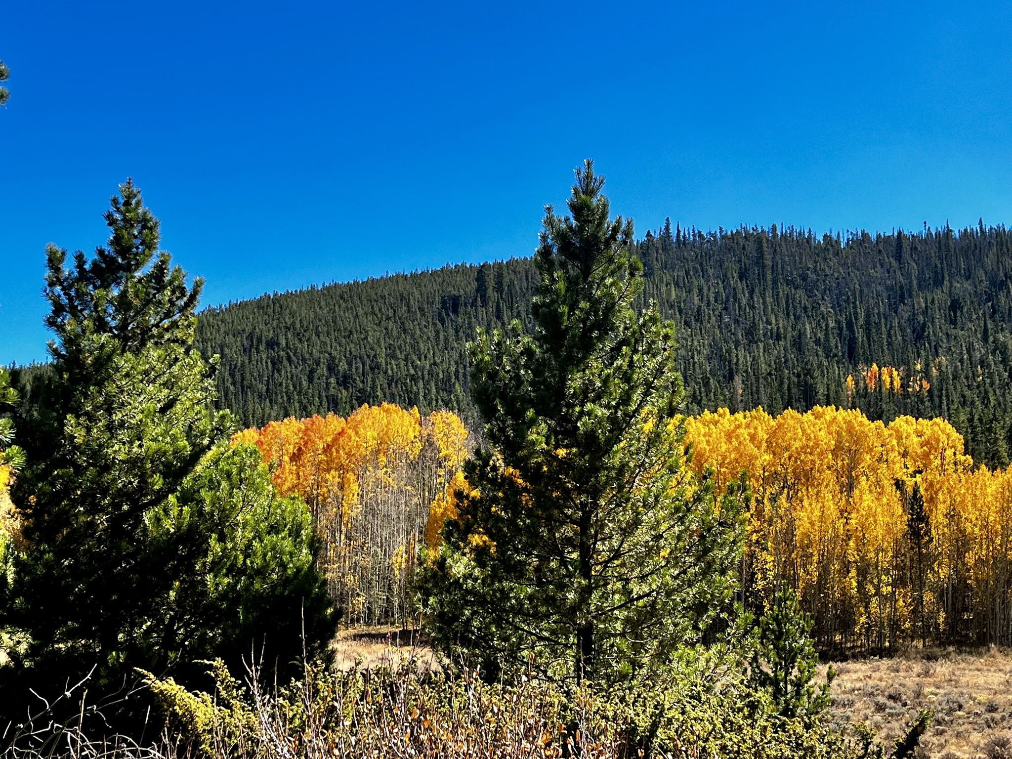 Evergreen trees in front of vibrant golden autumn foliage and a dark forested hill. - Frisco – Main street of Frisco loop from Frisco