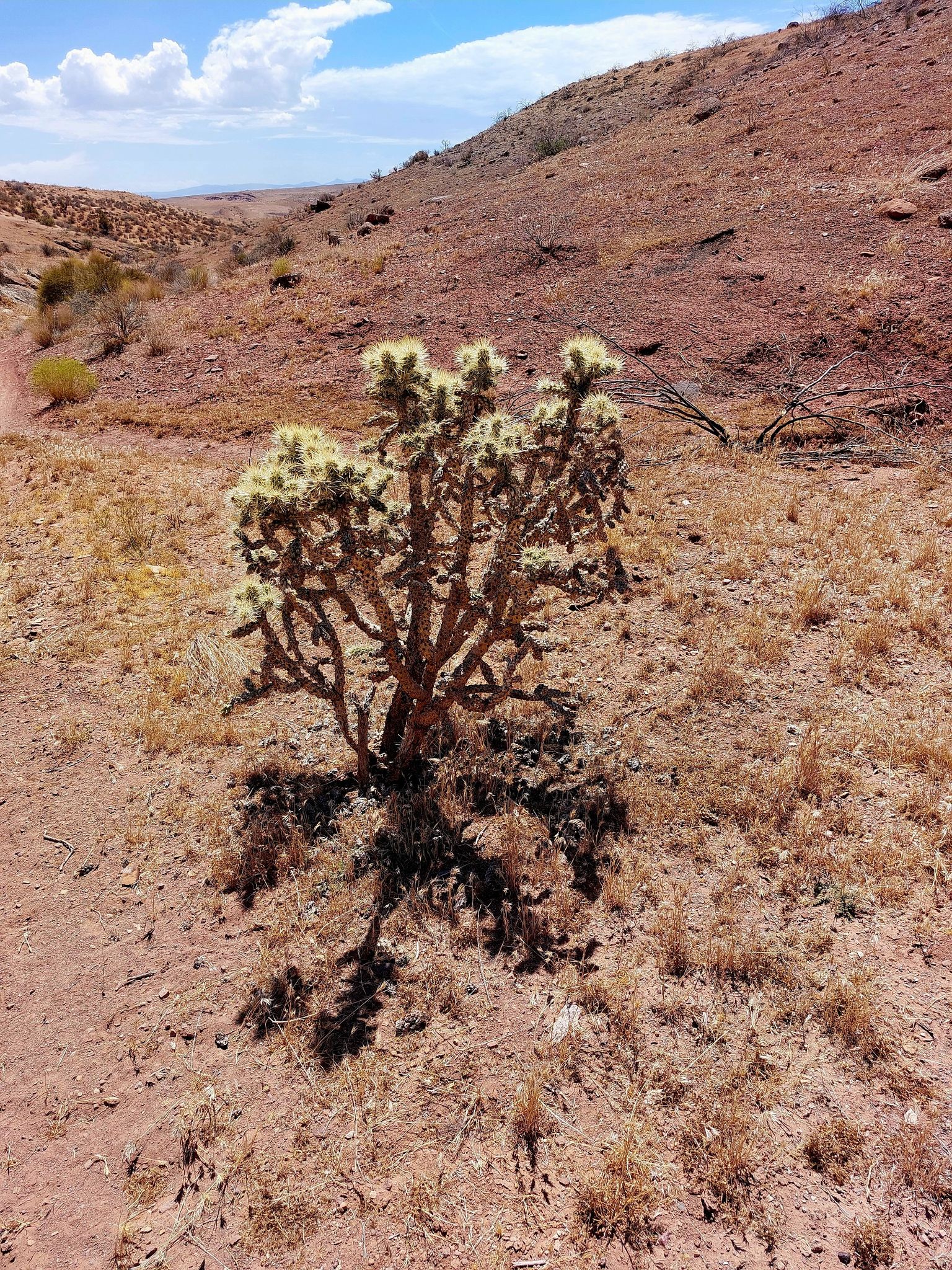 A spiky cholla cactus stands on dry ground with a brown hillside. - Views of Pine Valley Mountains – Leeds Reef Trail loop from Harrisburg