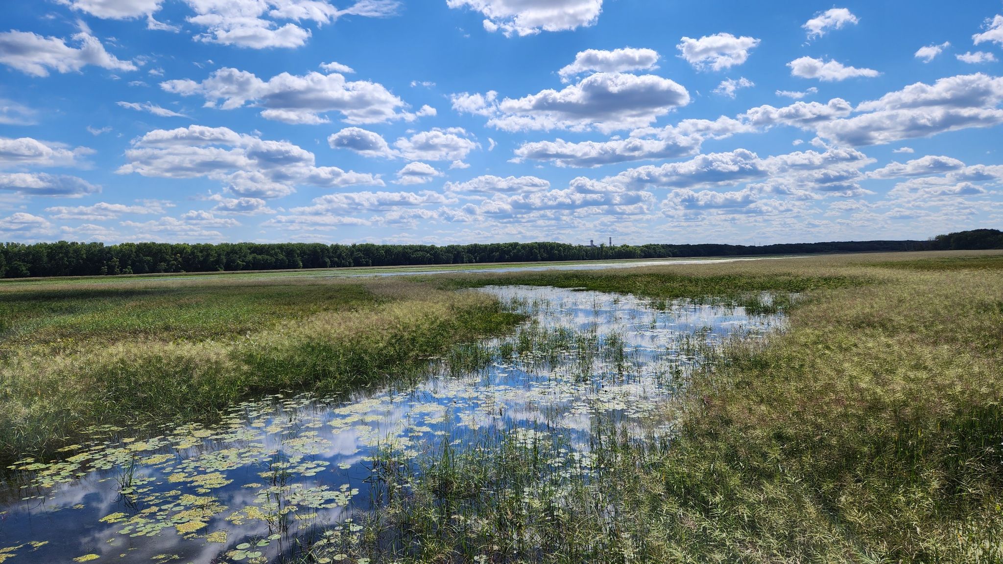 Lush green marsh with a winding waterway under a bright blue, cloudy sky. - Bluff Trail