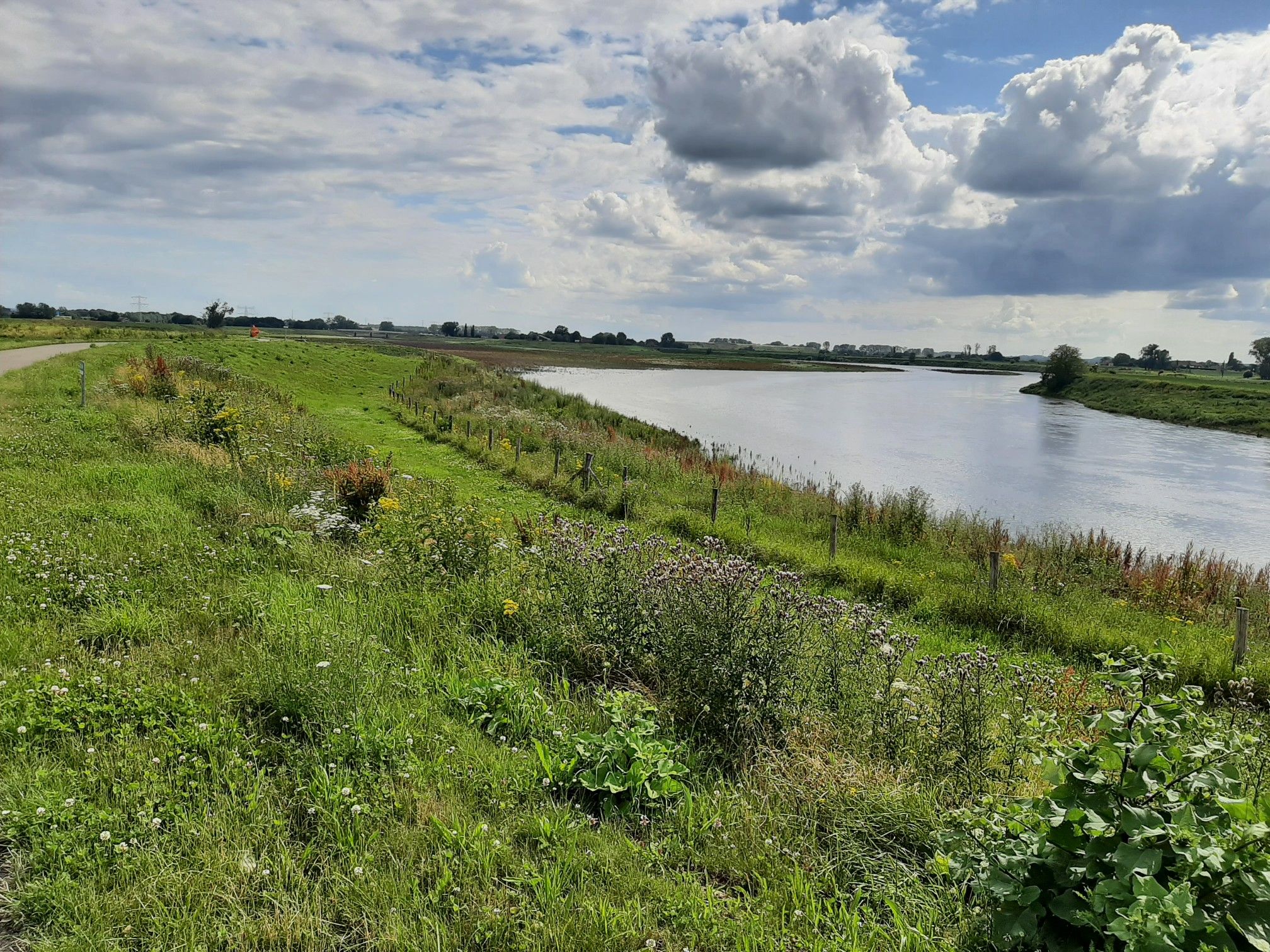 Maas