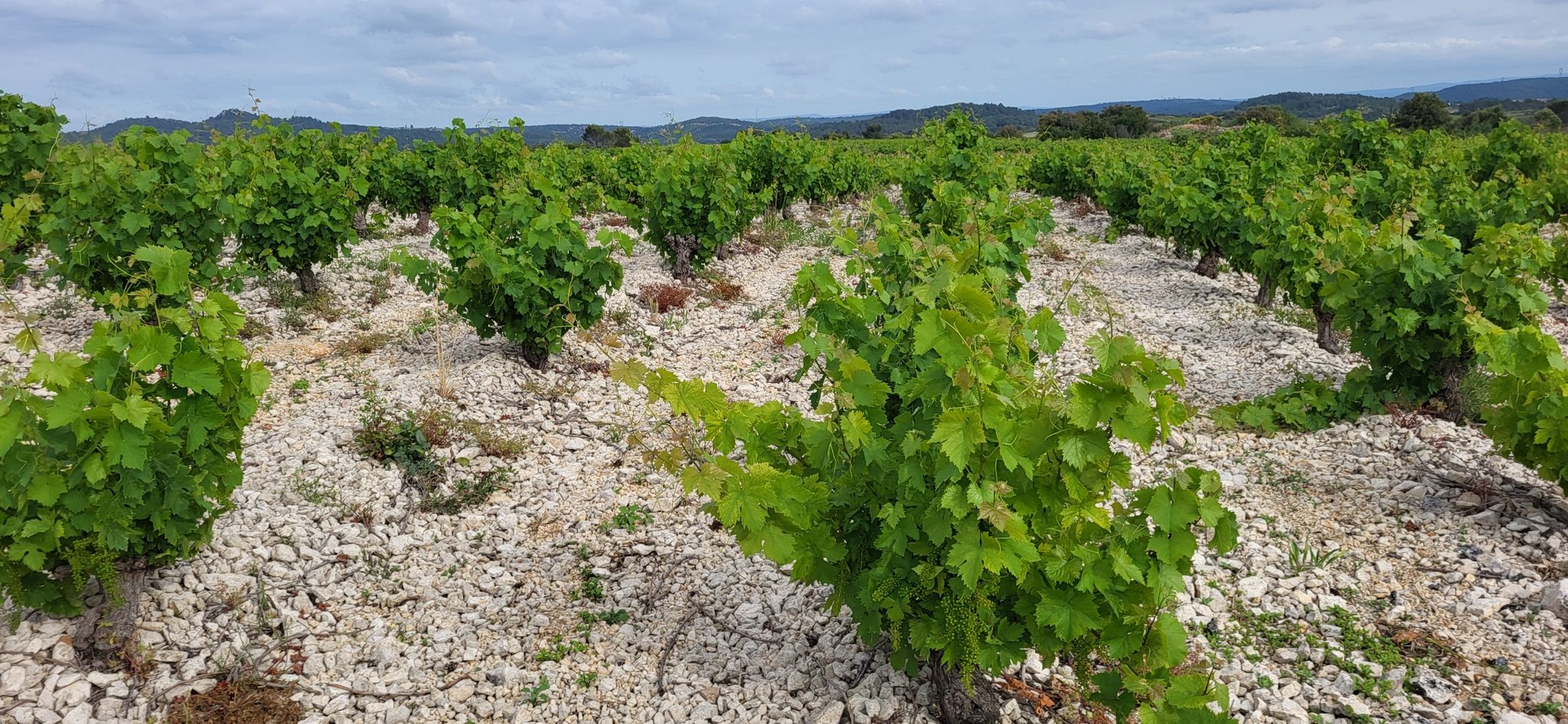 Saint Jean de Minervois