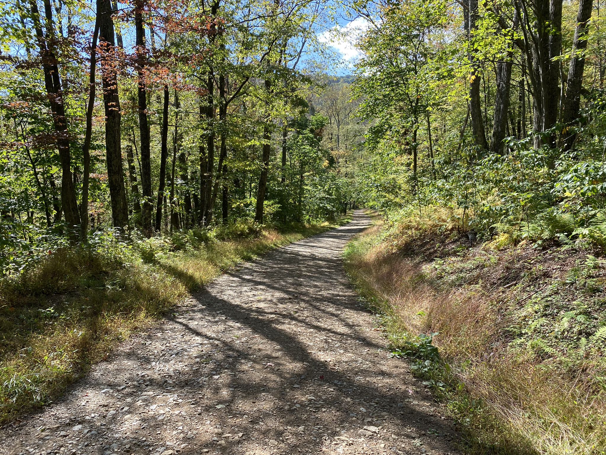 Sunny dirt path winding through a dense green forest with dappled light. - Rose River Loop Trail