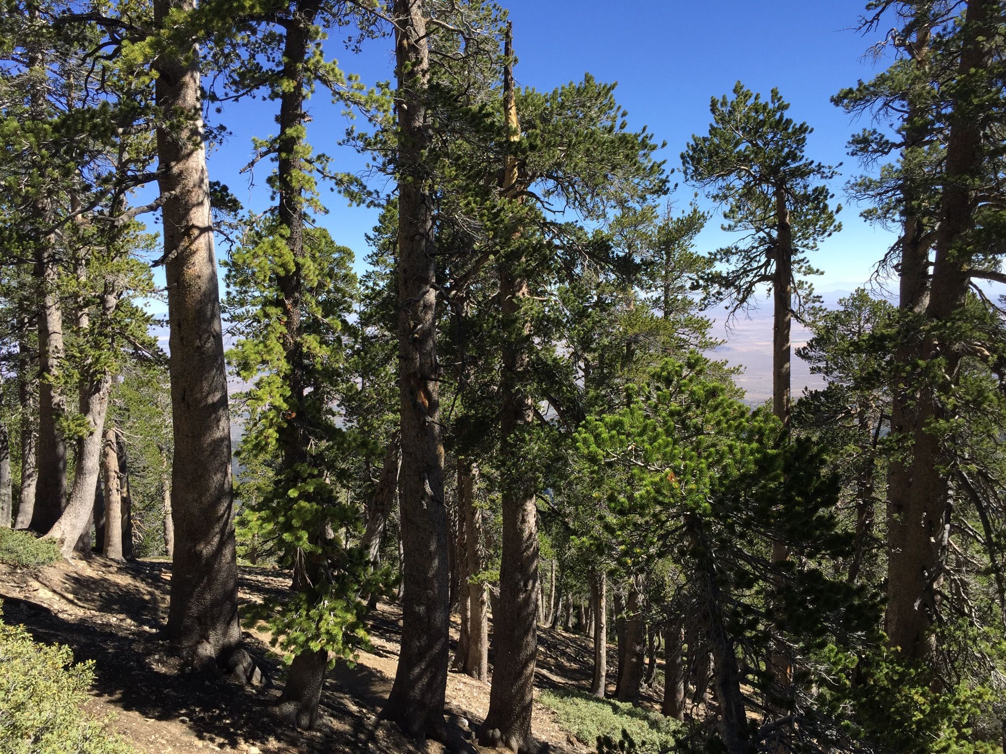 Tall pine trees on a sunny hillside with a clear blue sky. - Mount Baden-Powell Trail