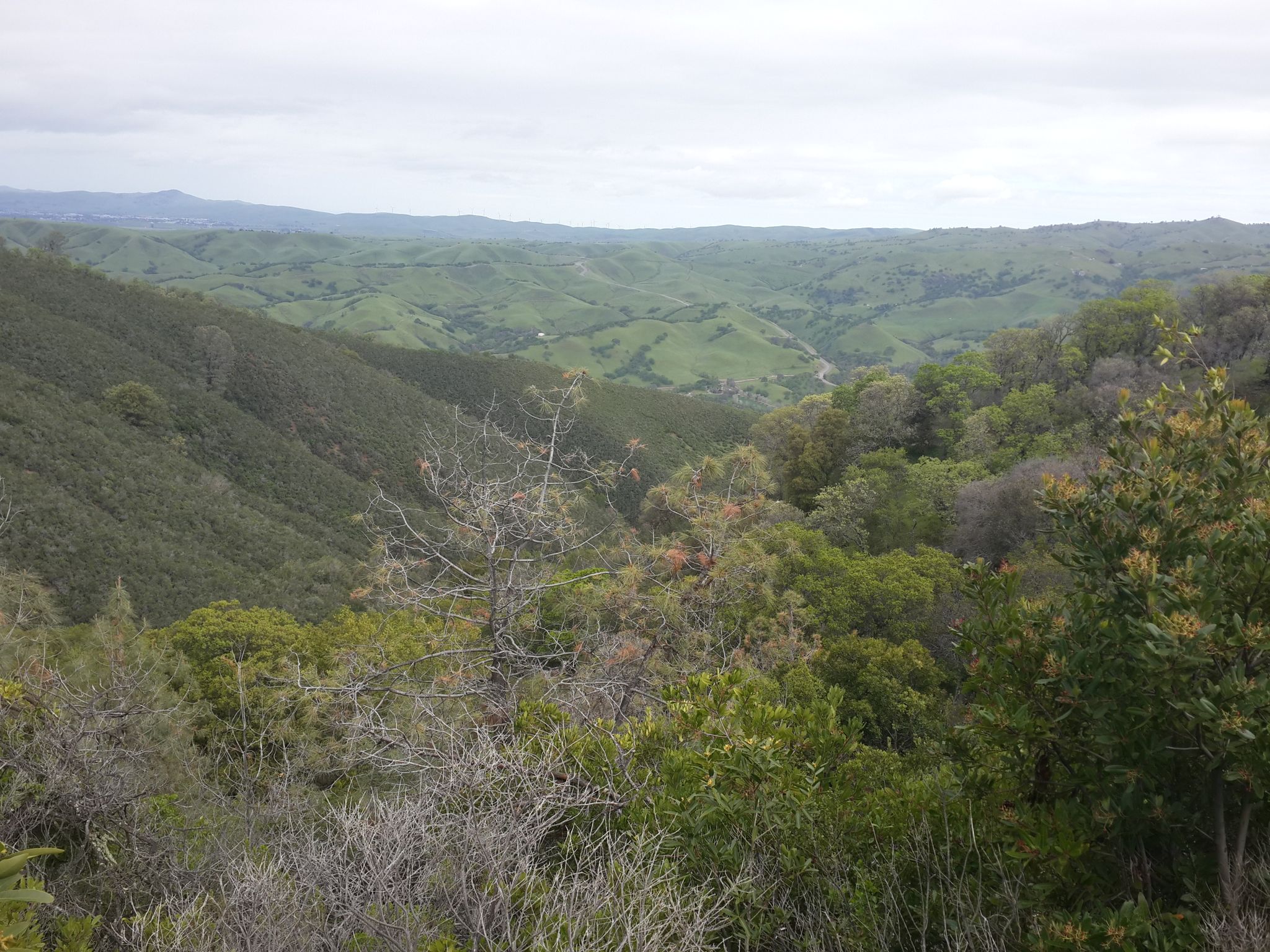 Expansive view of green, forested hills and valleys under an overcast sky. - Rocky Ridge loop from Del Valle West Beach