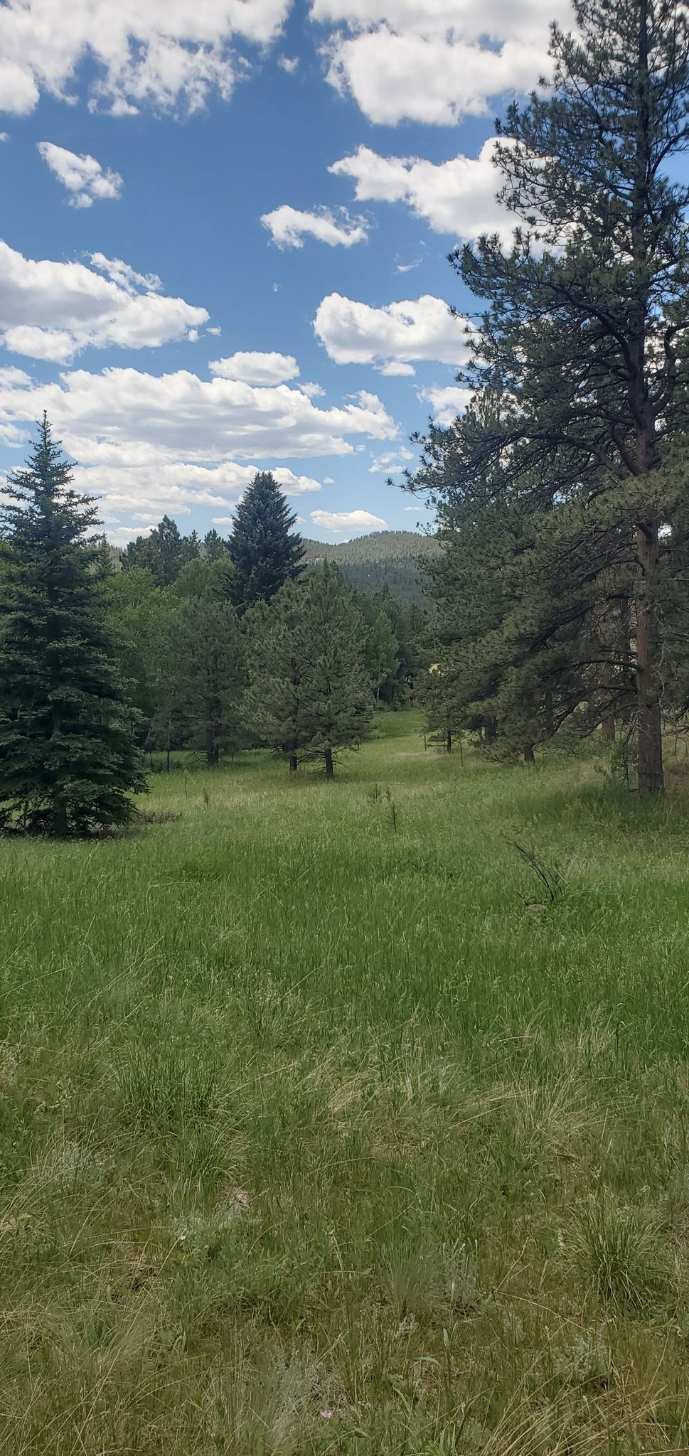 Bright grassy field with scattered trees under a cloudy blue sky. - Davis Ponds Loop Trail