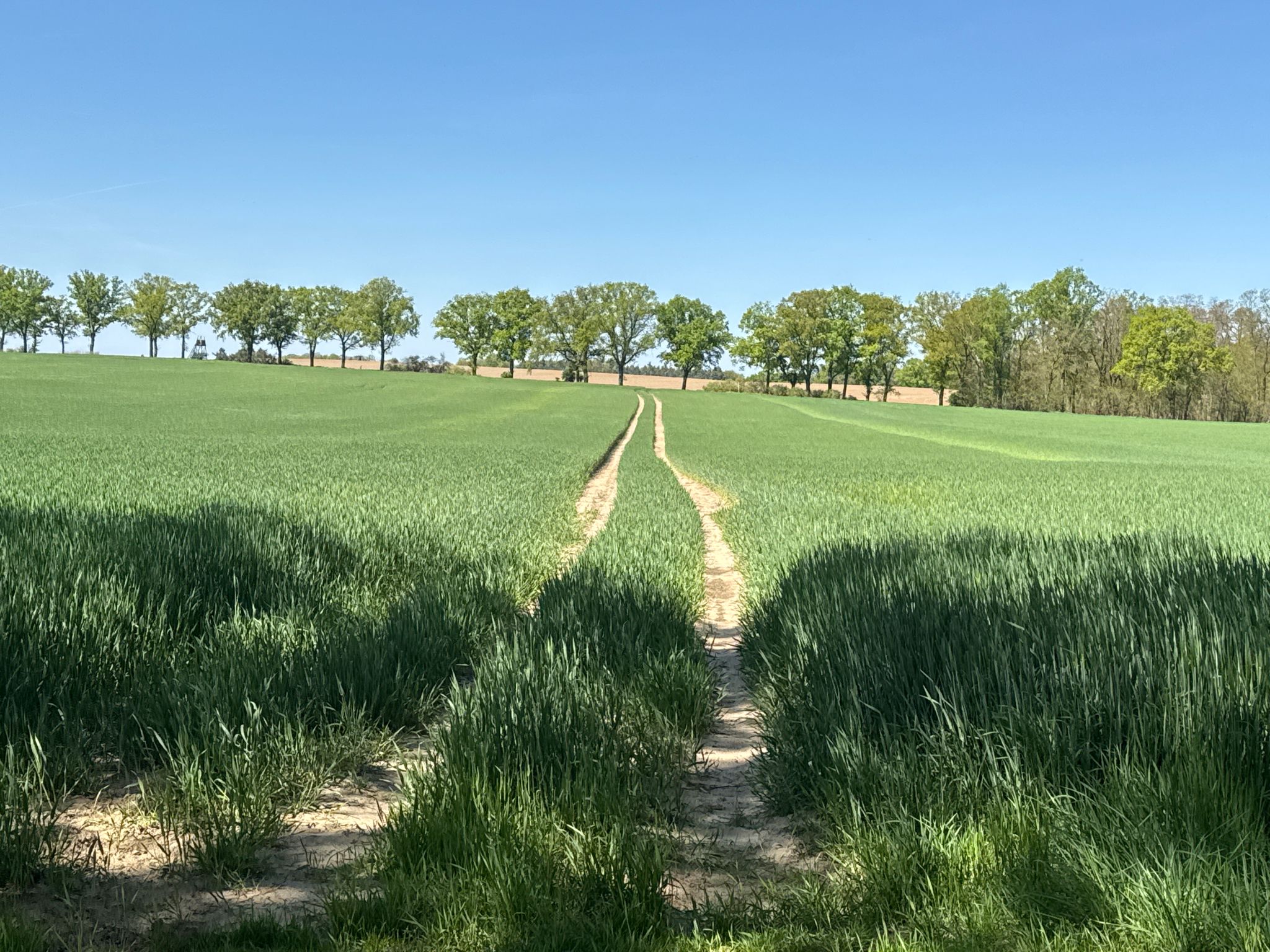Abkürzung zwischen den Alleen möglich