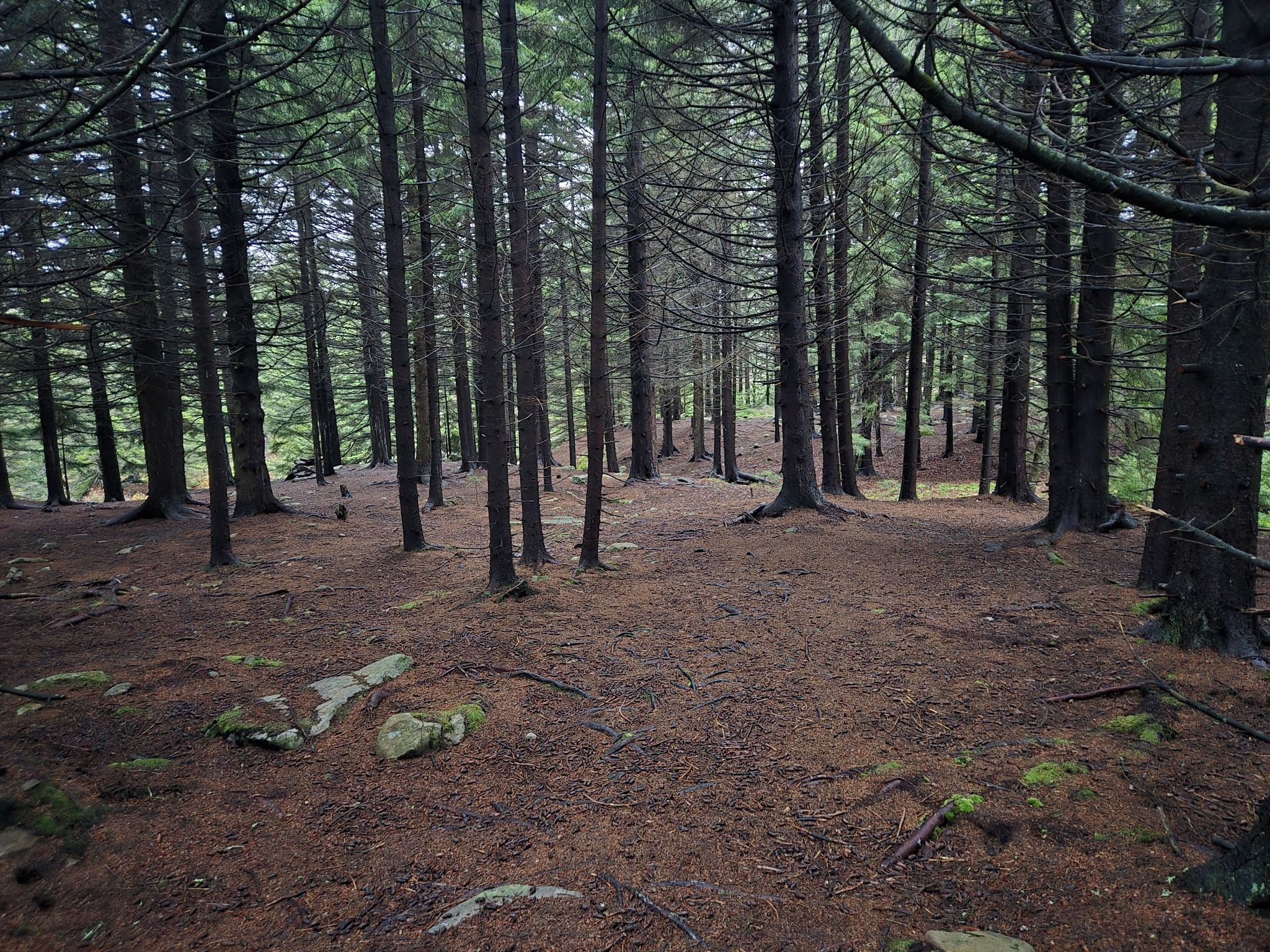 Dense, dark pine forest with tall trees and a ground covered in needles. - Bear Rocks, Beaver Dam, and Dobbin Grade Loop