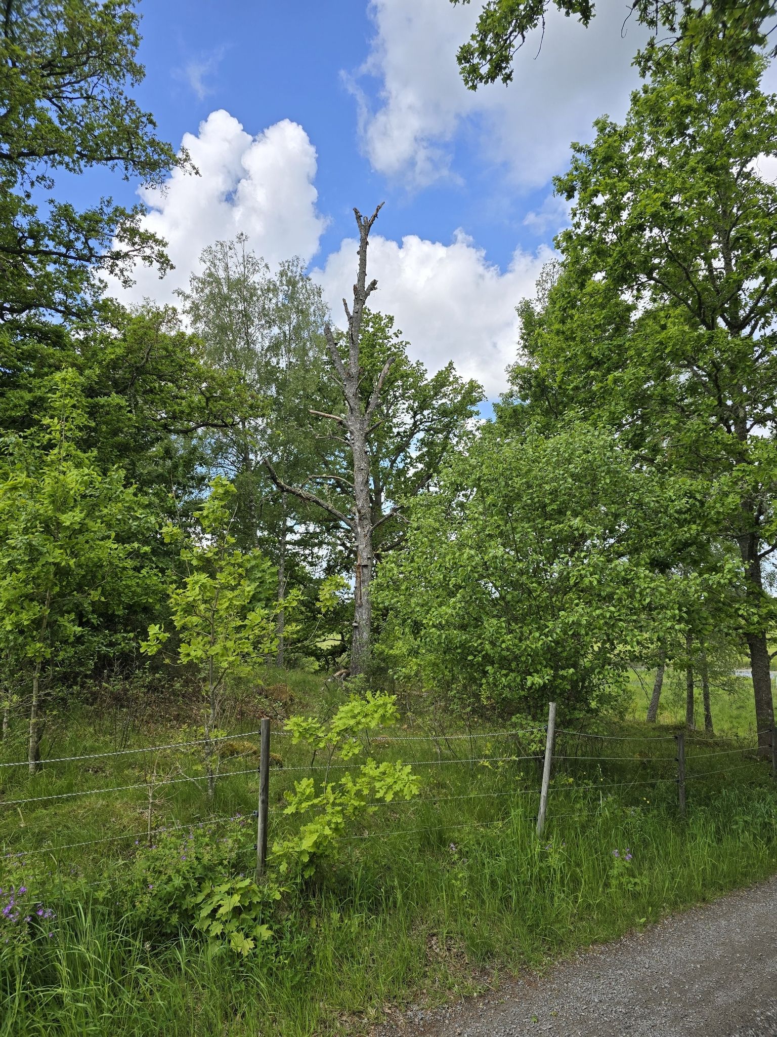 Alter Baum