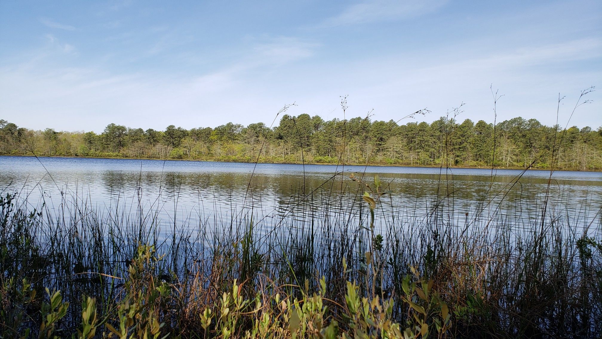 A wide lake with tall green reeds in the foreground and a distant forest. - Calverton Pond Loop
