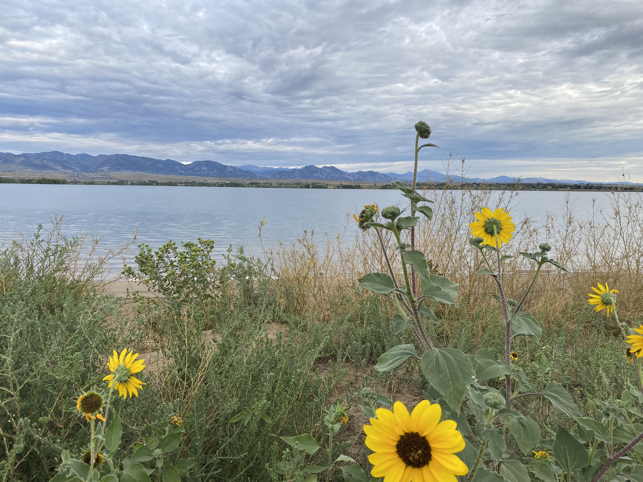 Bright yellow sunflowers in the foreground with a lake and mountains. - Denver Orbital Trail - Segment 25