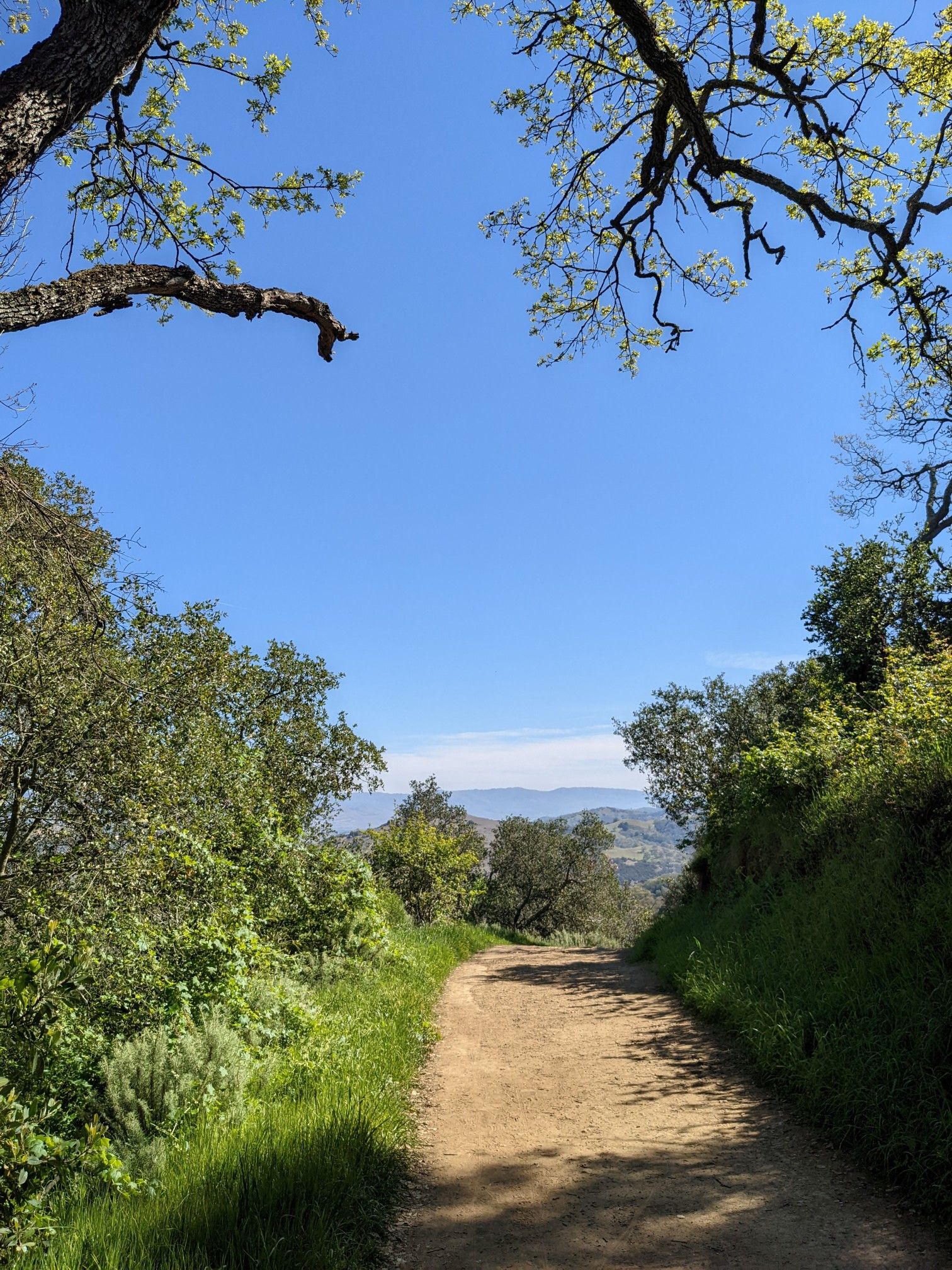 Dirt path through green foliage, leading to a hazy valley under a clear sky. - Hacienda Trail loop from Almaden Quicksilver County Park