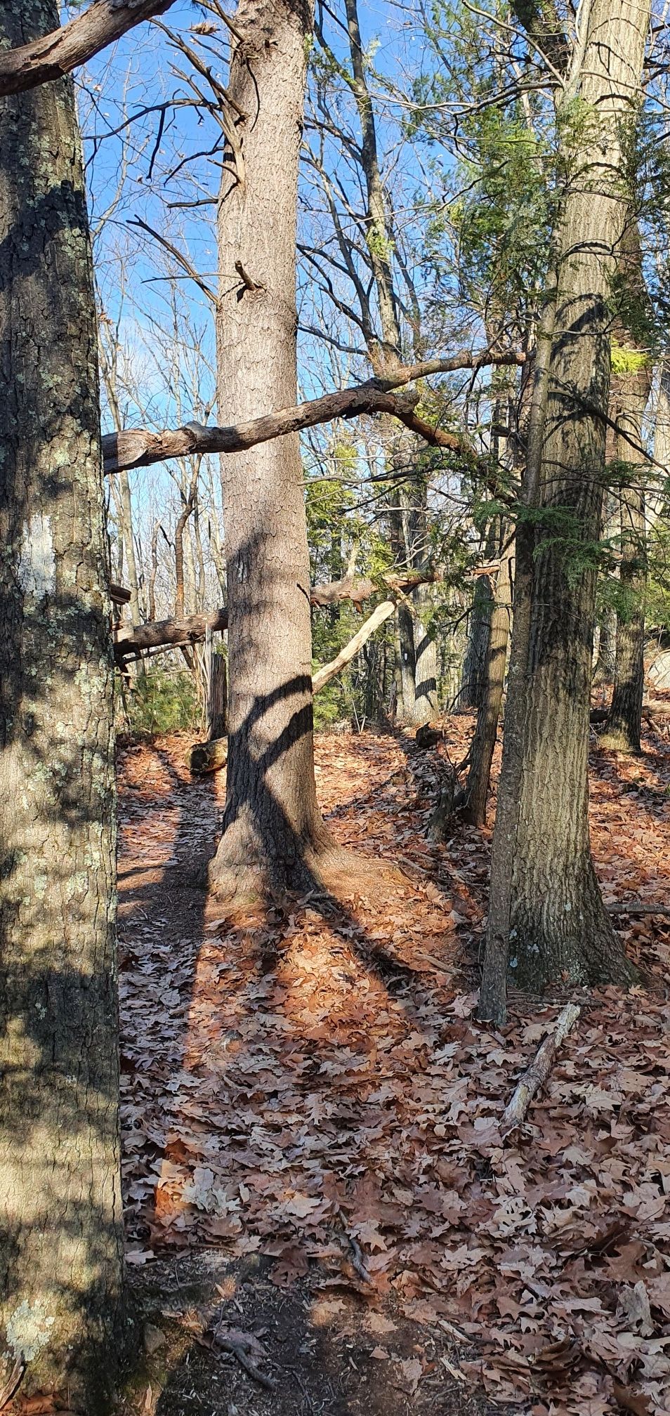 Sunlight filters through tall trees onto a forest path covered in brown leaves. - NET/M&M Trail