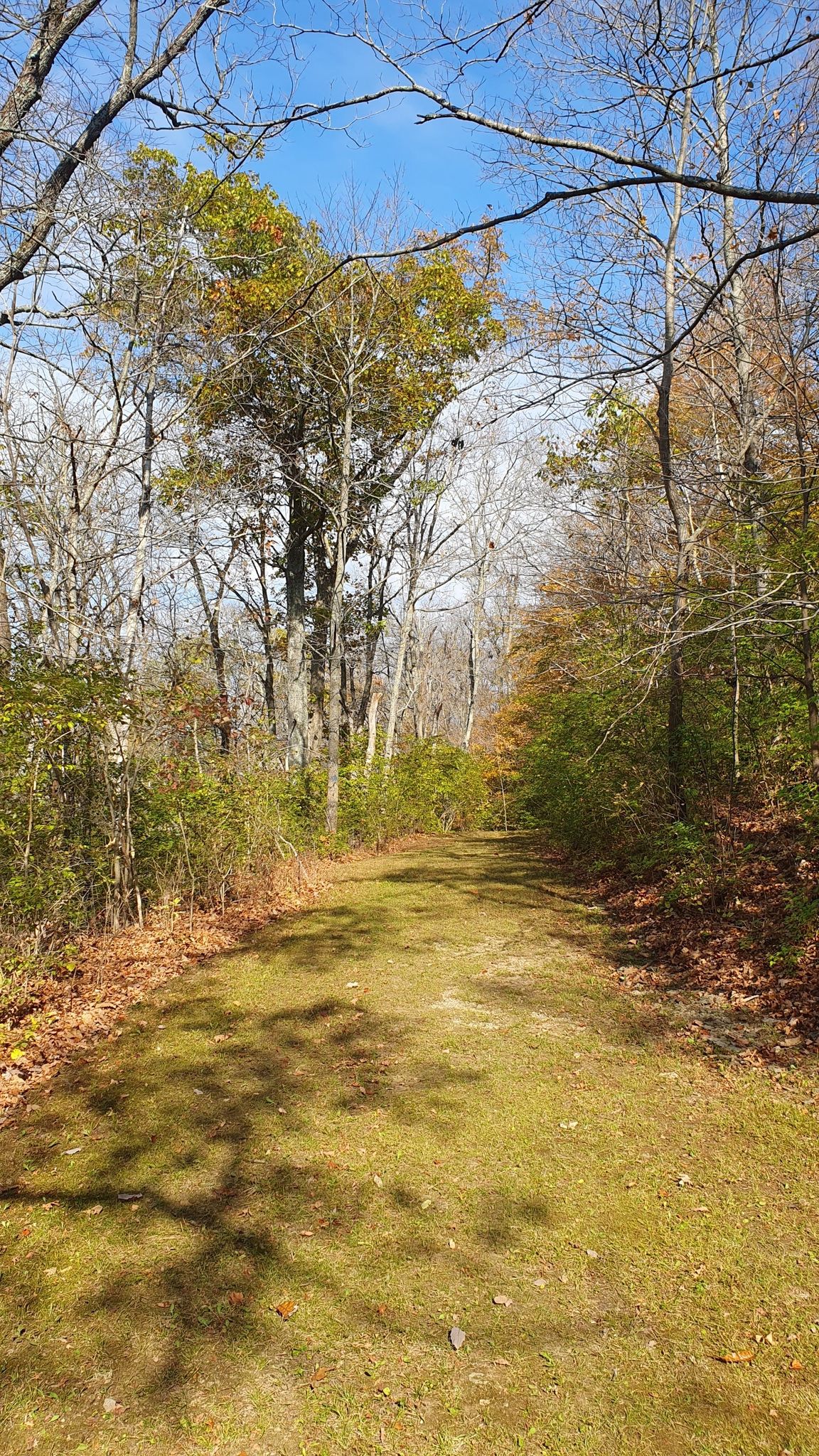 Sunny grassy path through a forest with autumn trees and blue sky. - Butler Turpin House and Overlook Fossil Trail Loop