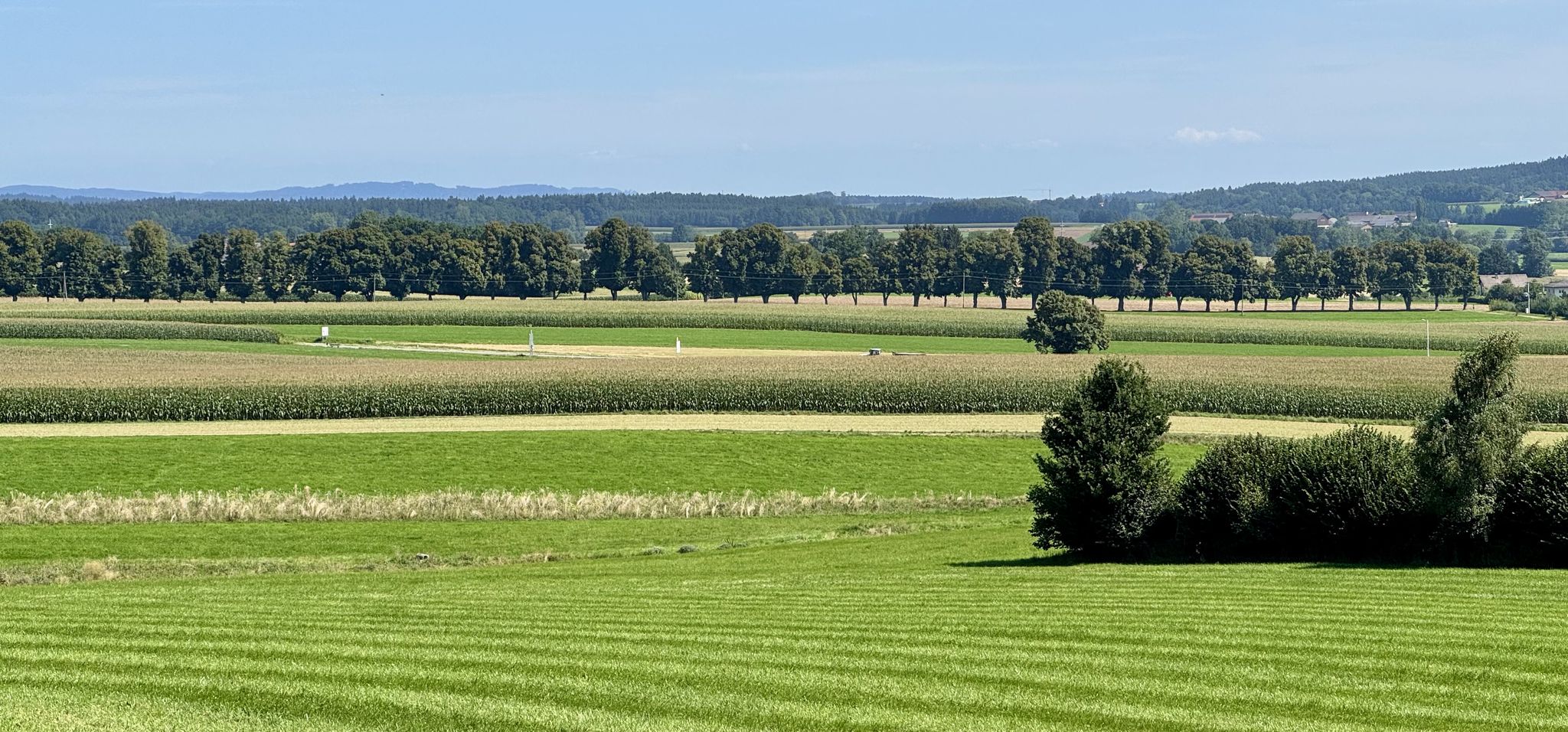 die schöne Lindenallee alias Schlossweg