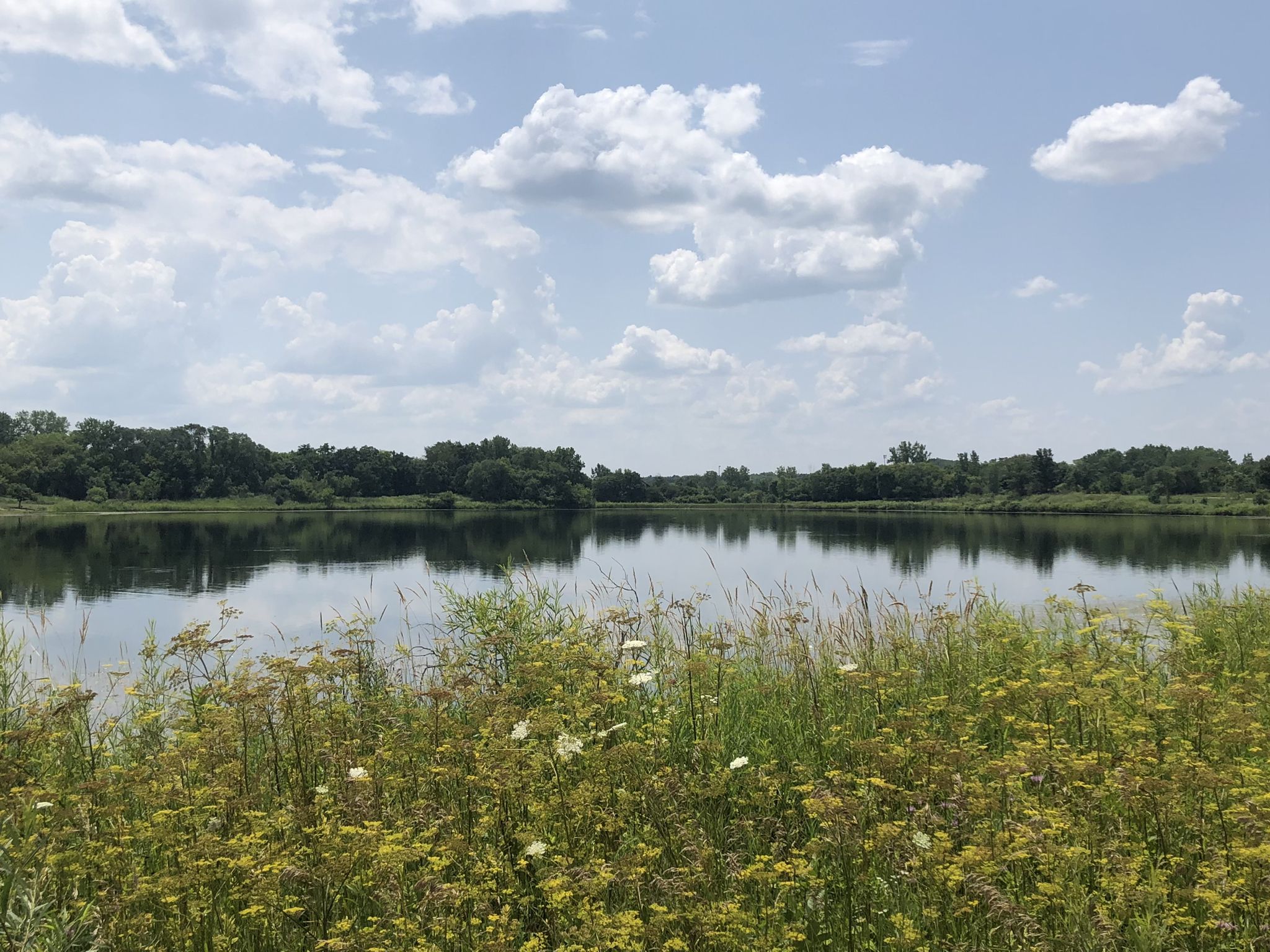 Calm lake with wildflowers in foreground under a partly cloudy sky. - Van Patten Woods Blue Loop