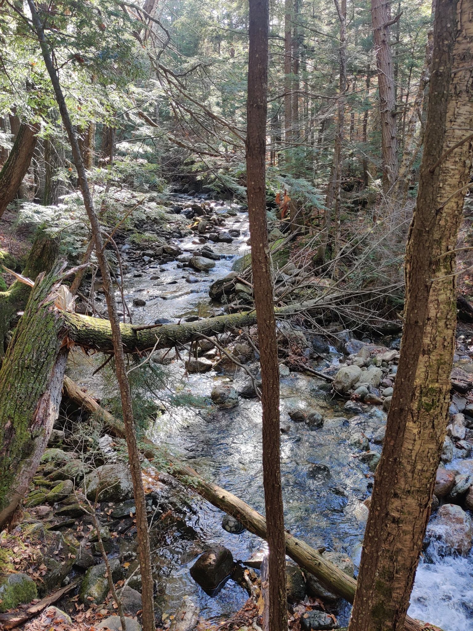 Brook
