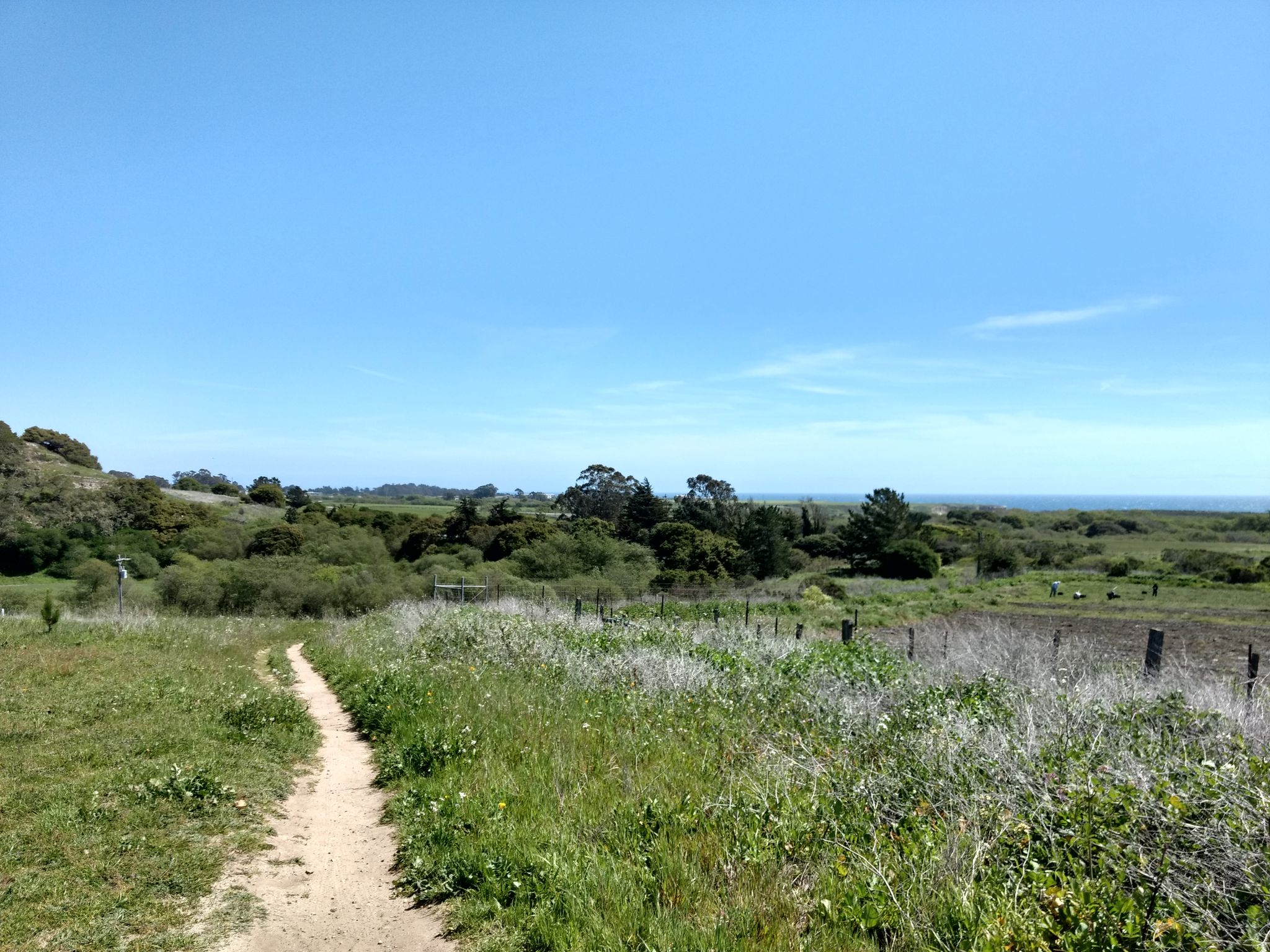 A dirt path through a sunny coastal field with distant ocean views. - Wilder Ranch State Park – Eucalyptus Loop Trail loop from Swift Halt