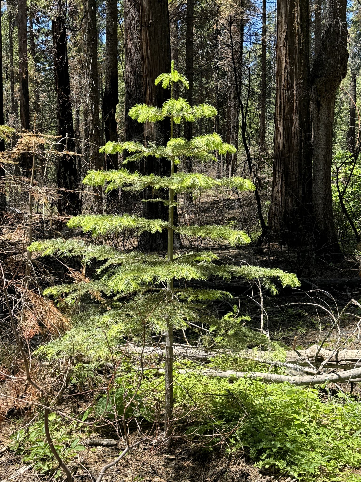 A small, bright green conifer sapling stands in a sunlit forest. - North Grove Trail