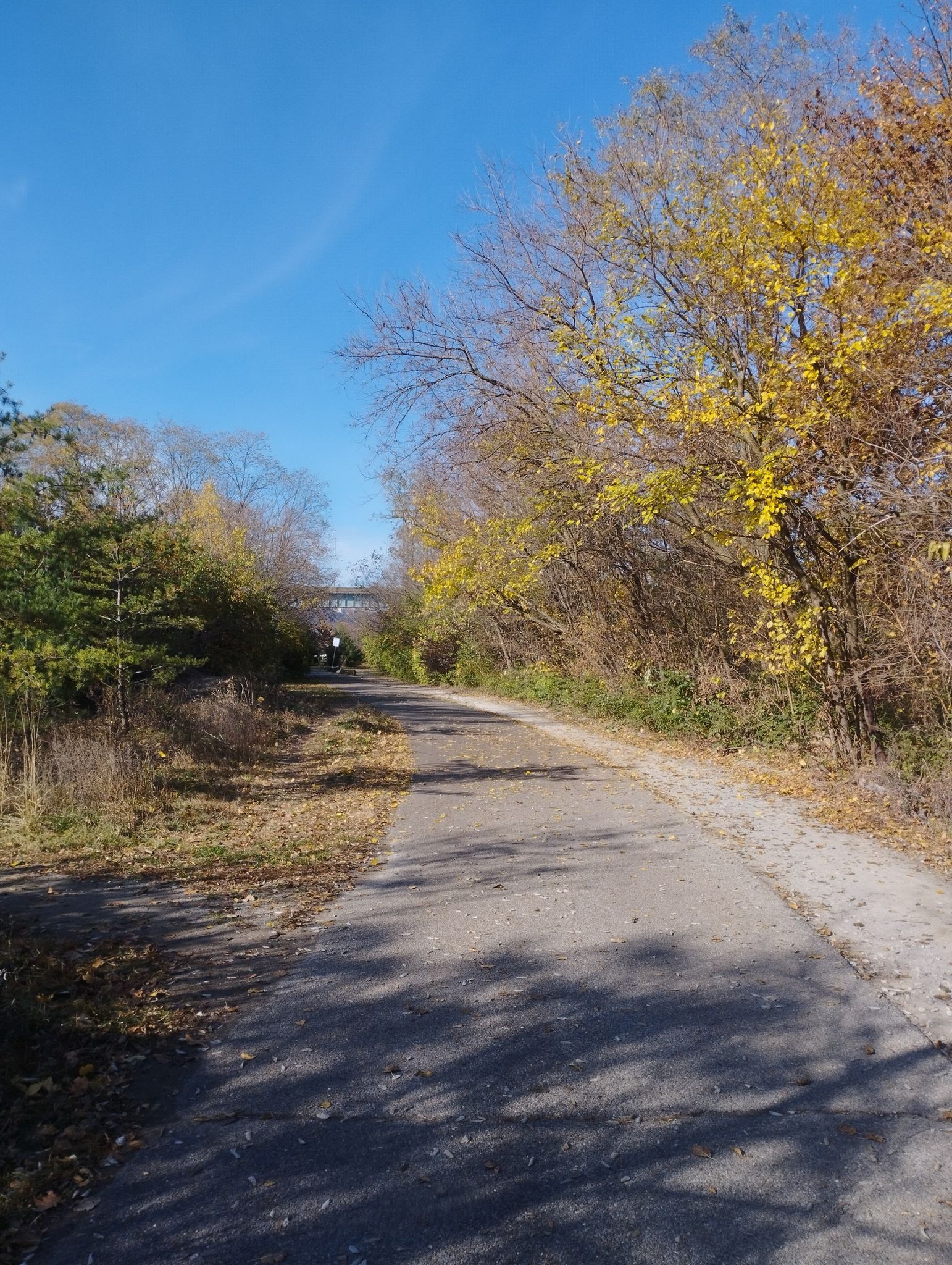 A sunny paved trail winds through woods with autumn foliage. - South Side Trail