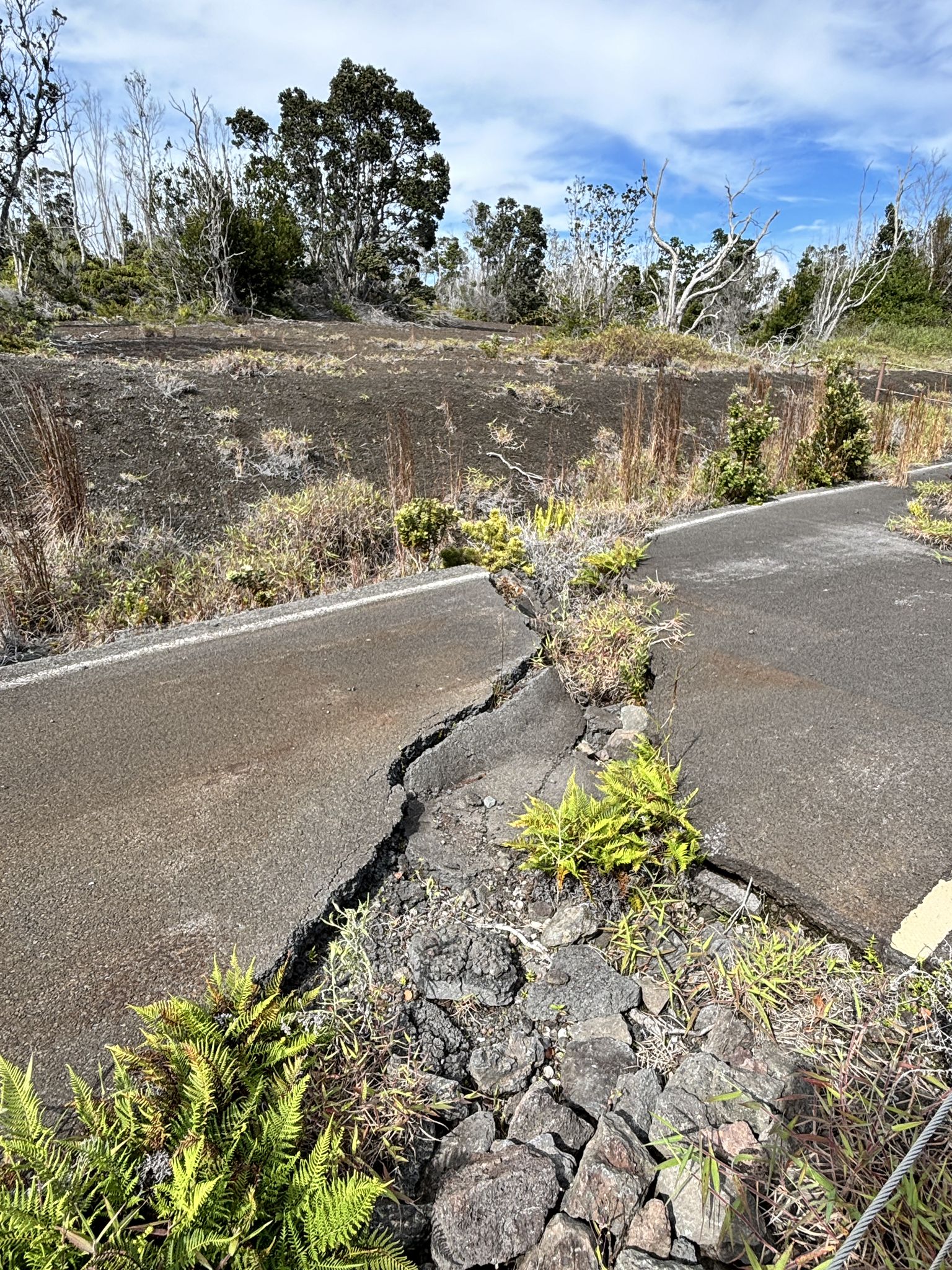 A severely cracked paved road with green ferns growing through the fissures. - Halema‘uma‘u and Keanakāko‘i Craters