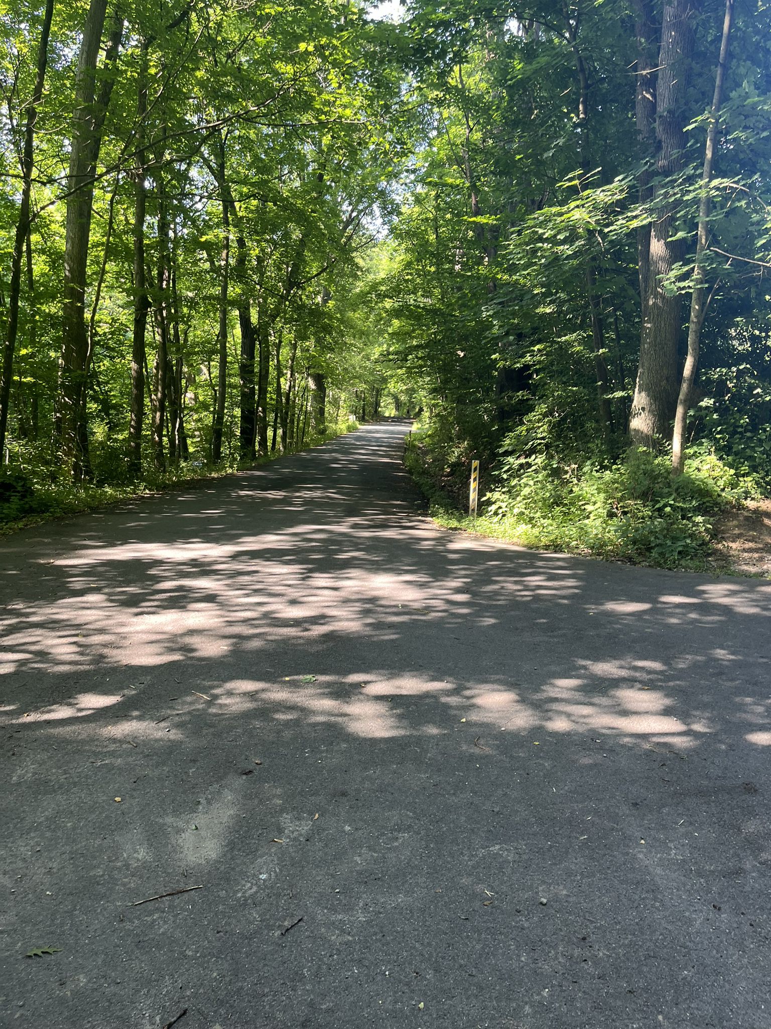 Paved road winding through a sunlit forest, dappled with shadows. - Chambers House Nature Center loop from London Britain Township