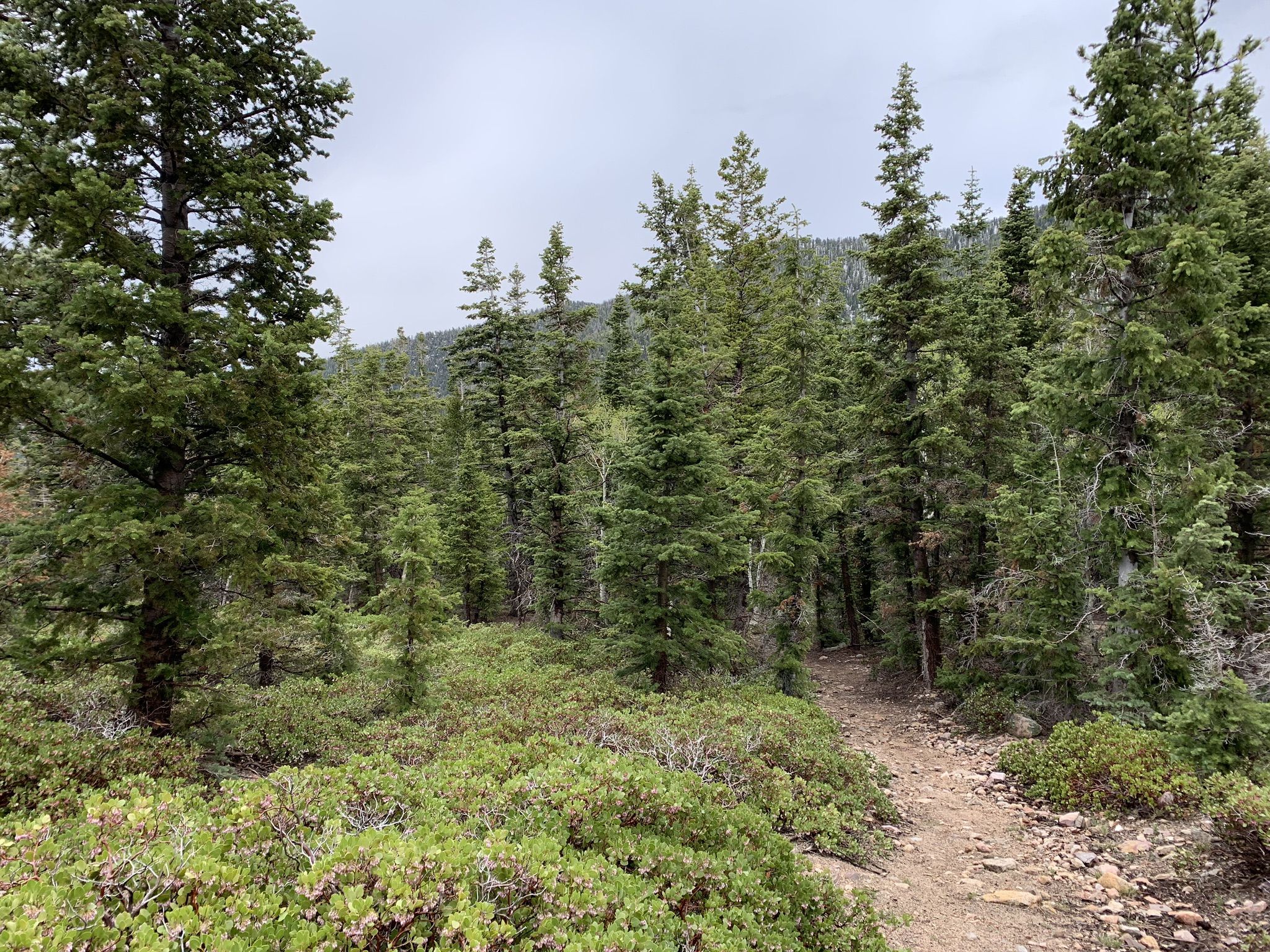A narrow dirt path winds through a dense evergreen forest under cloudy skies. - Dead Lake Trail