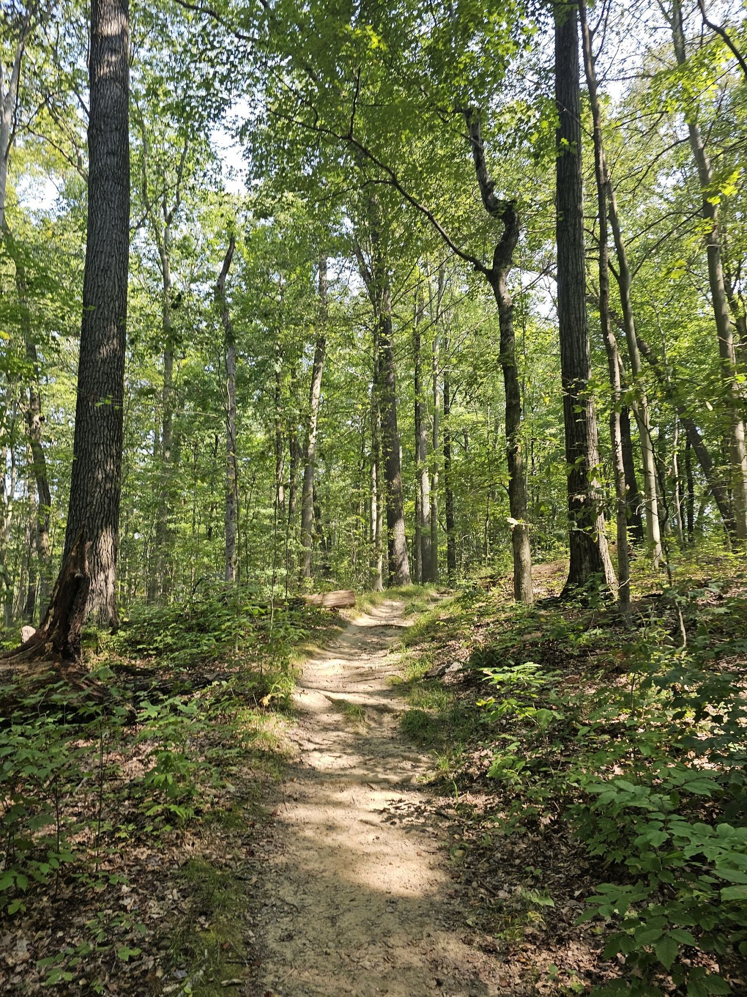 Sunlit dirt path winding through a dense forest with tall green trees. - Deer Lick Cave loop from Brecksville