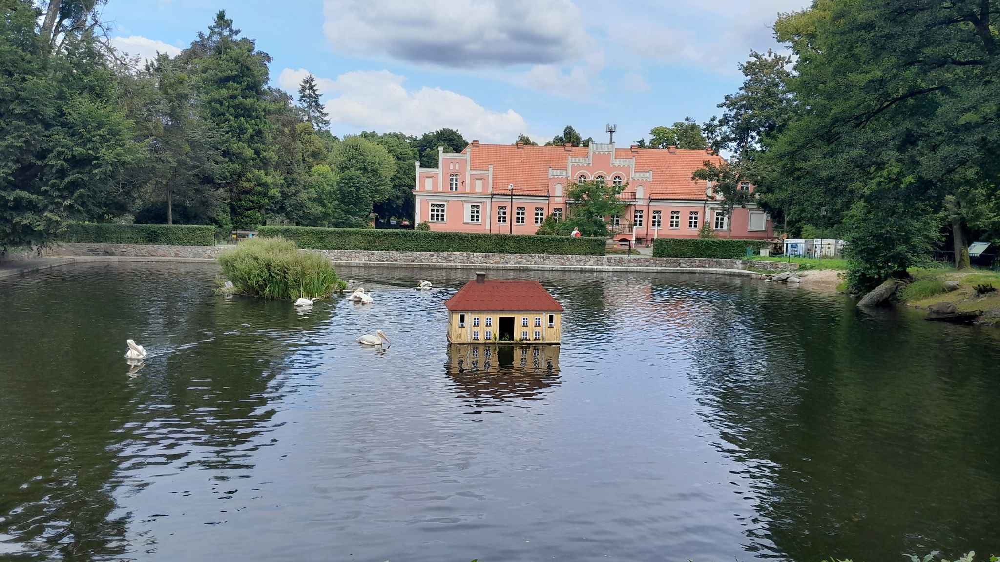 Pelikane im Schloßteich