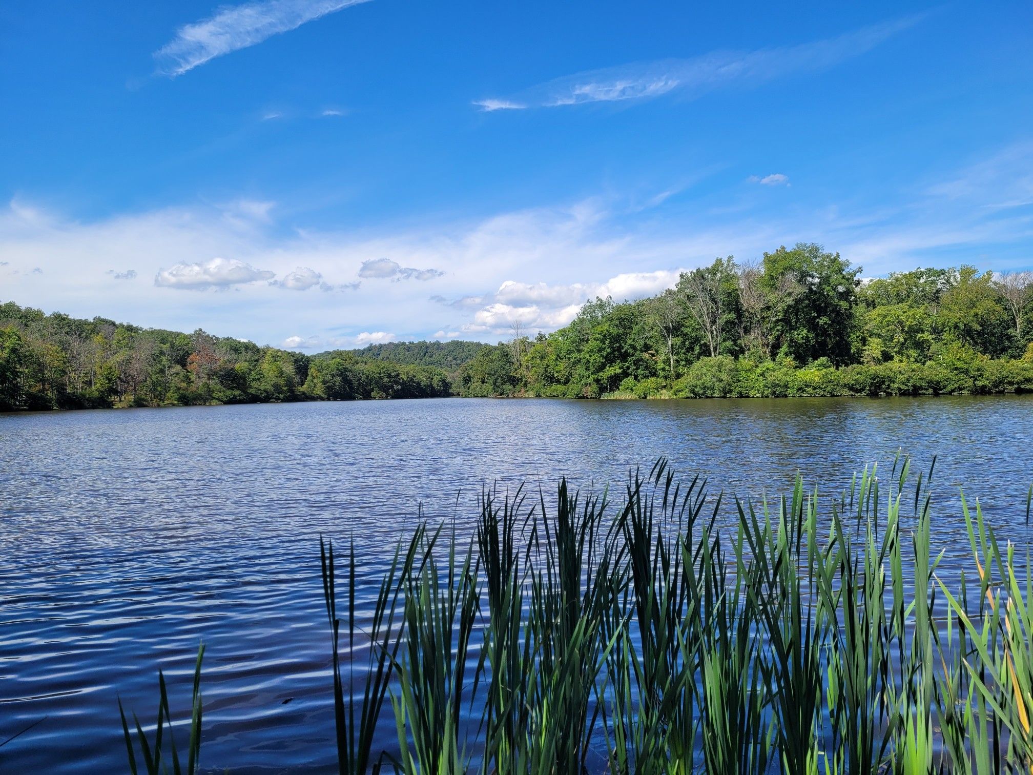 Lake with green reeds in foreground, surrounded by lush trees under blue sky. - Blue, Perkiomen, and Red Trail Loop