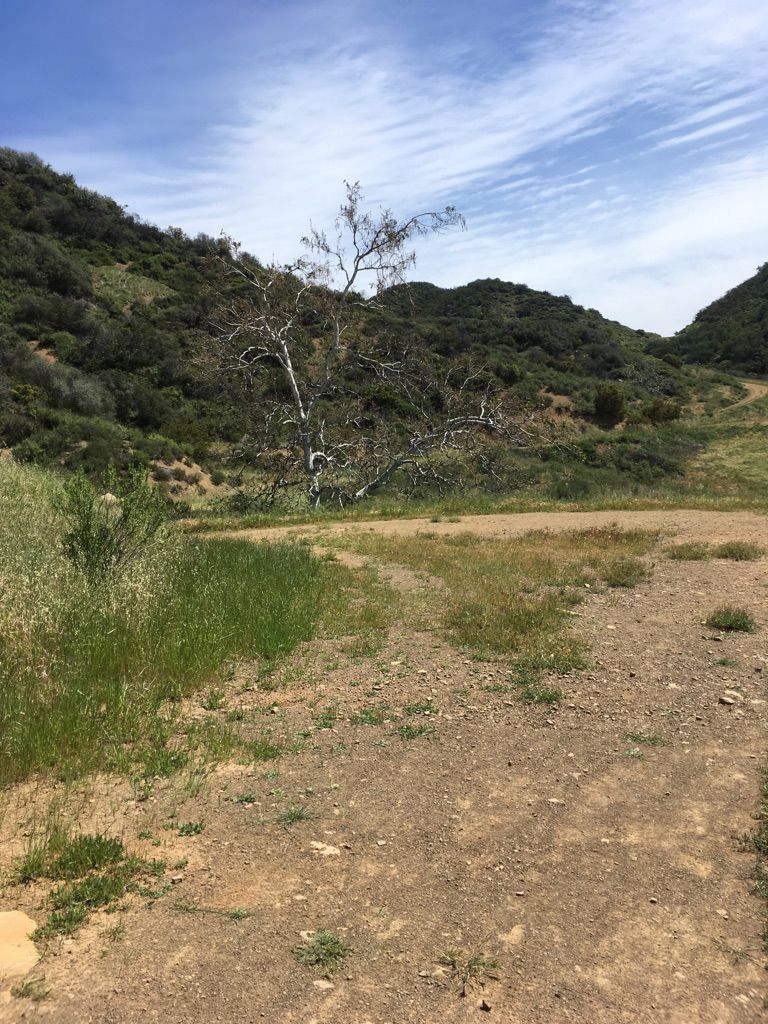 Dirt path through a grassy field with a bare tree and green hills. - Pratt Trail to Magic Mountain