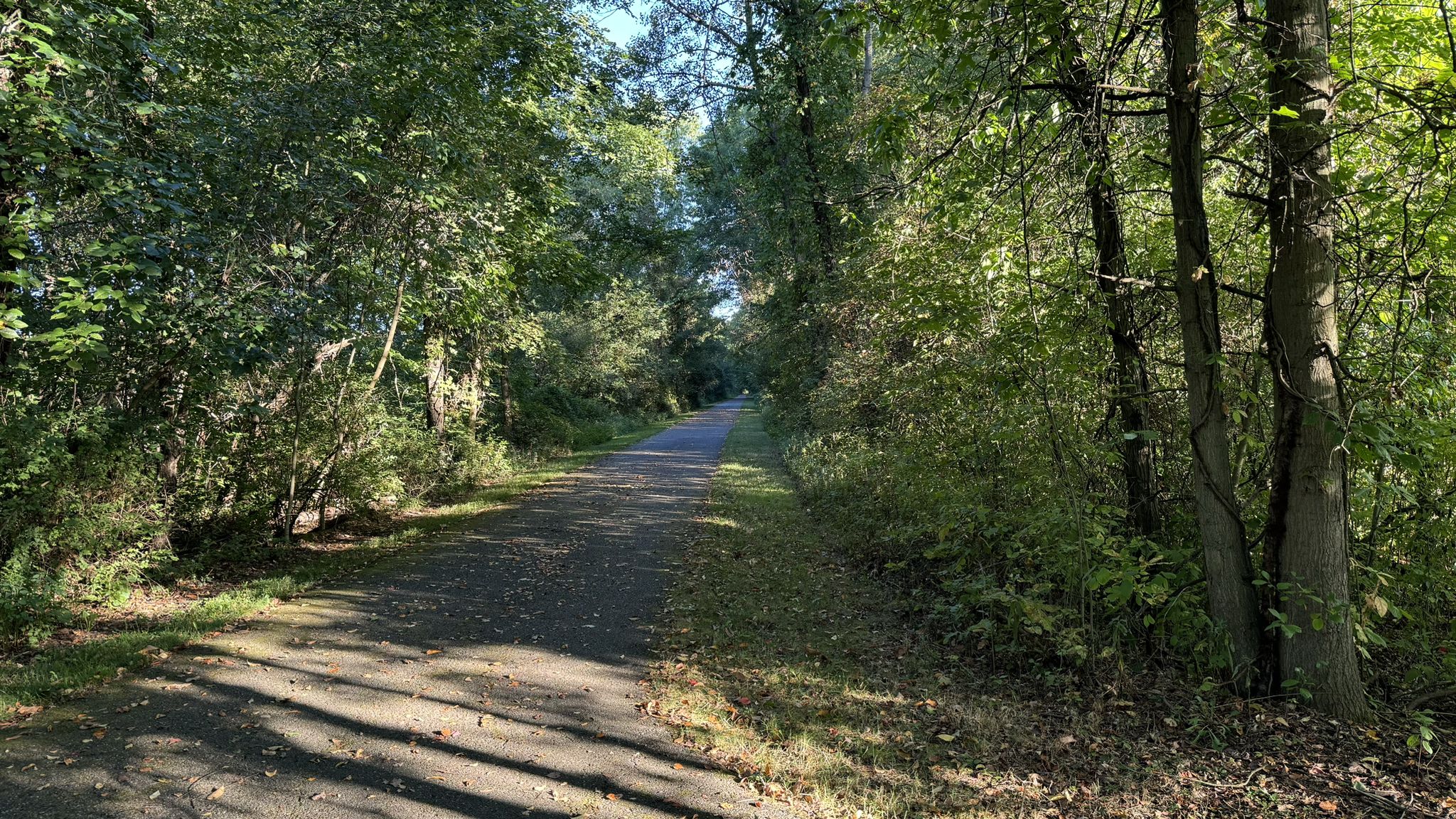 Shaded dirt path winding through a dense green forest on a sunny day. - Mosquito Creek Wildlife Area loop from Champion