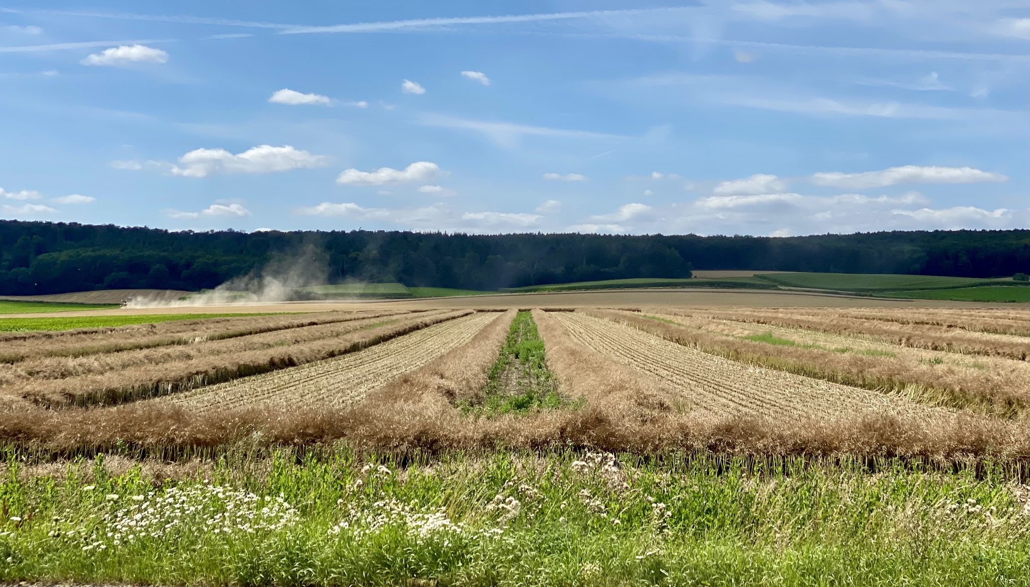 Getreideernte vorm Oderwald