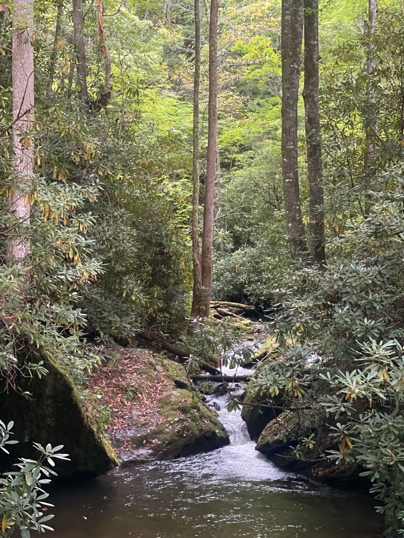 Small river flowing through a rocky, green forest with tall trees. - Deep Creek Loop Trail