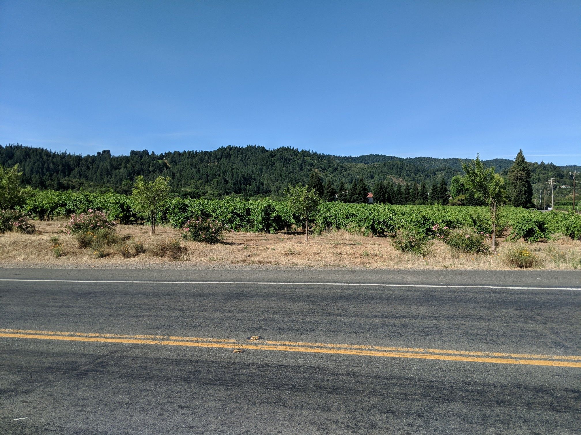 Dry Creek Vinyards