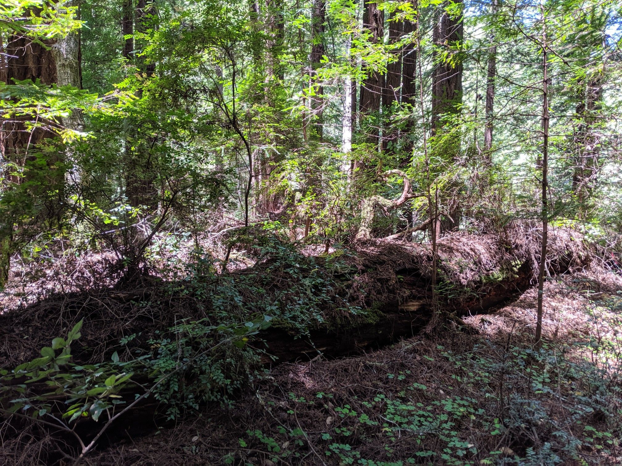 Fallen tree trunk covered in green foliage in a sunlit forest. - Tree Tipi loop from Butano State Park