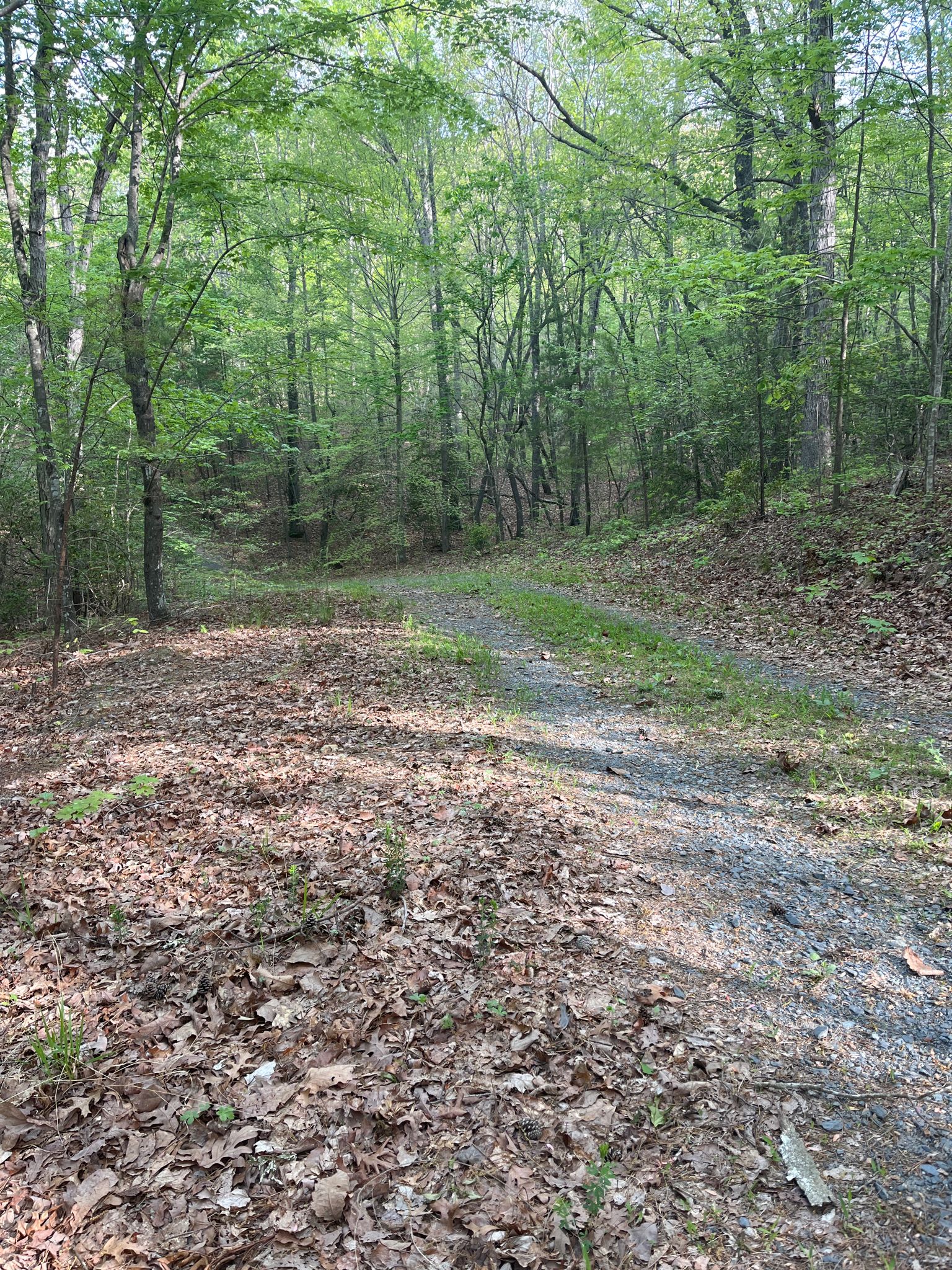 A winding dirt and gravel path leads into a bright green forest. - Uwharrie Trail: Horse Mtn Trailhead to West Morris Mountain Campground