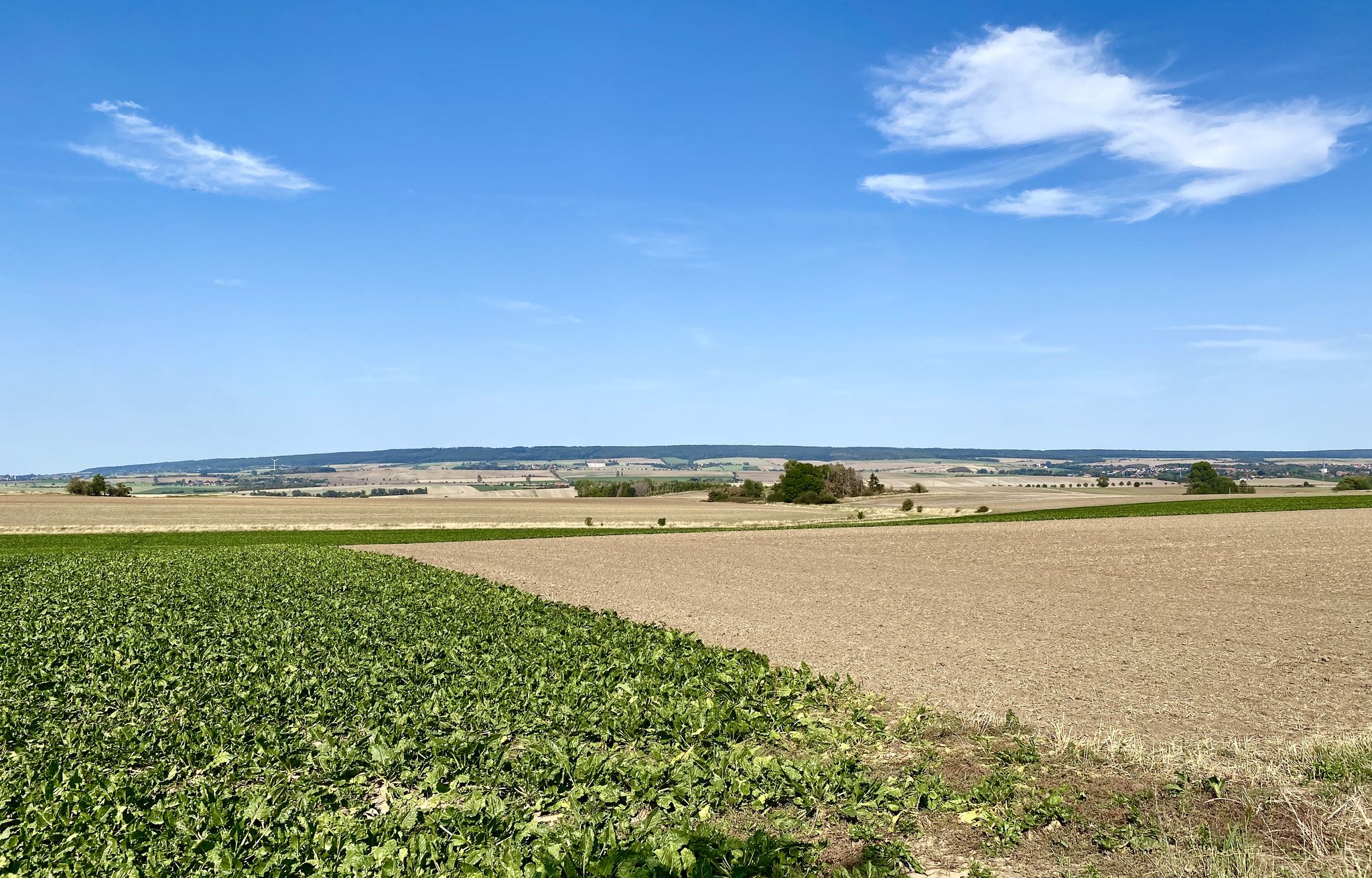 Blick auf den Elm (auf dem Weg nach  Klein Vahlberg)