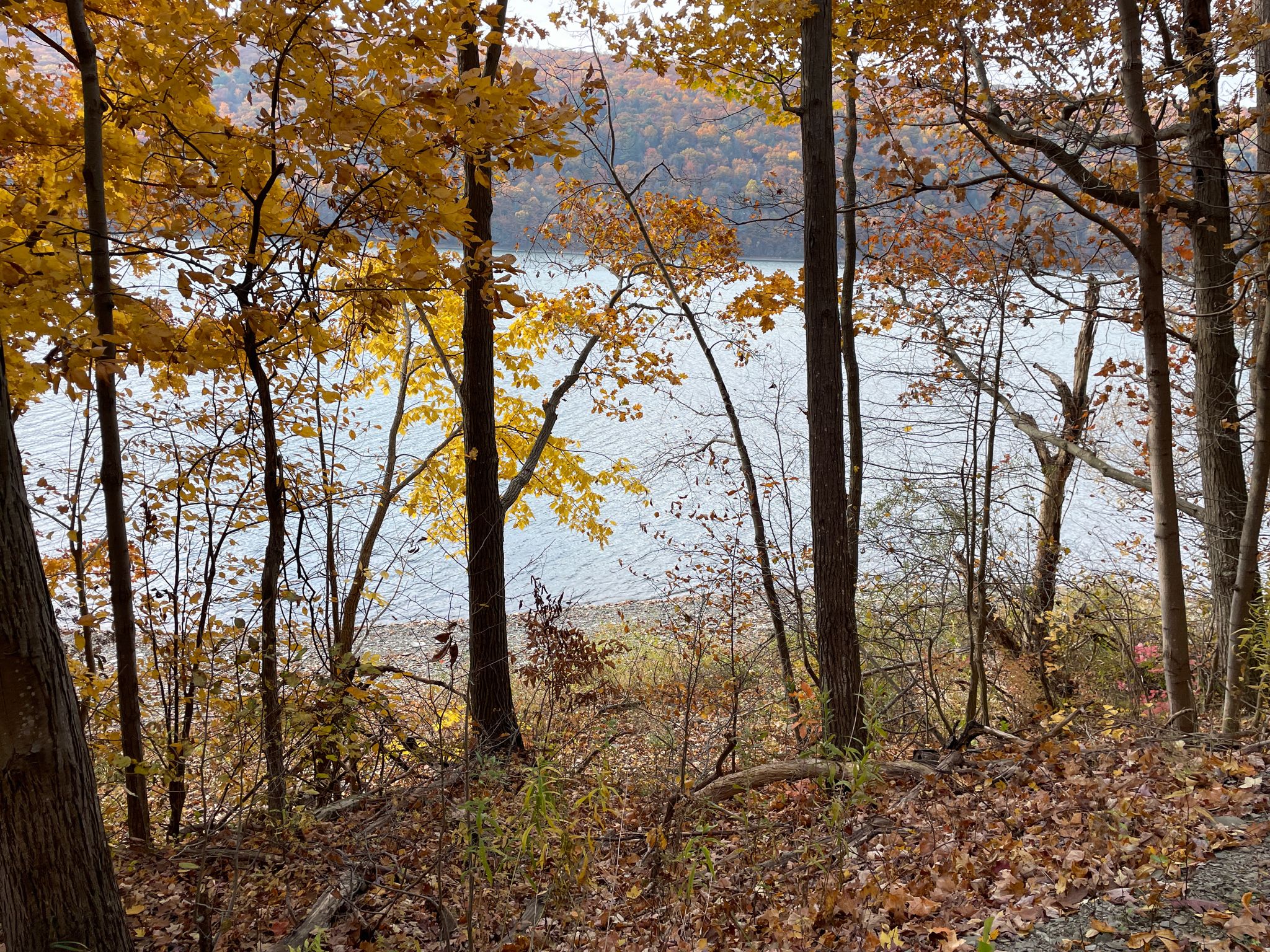 Yellow autumn trees frame a calm body of water under soft light. - Southern Hemlock Lake Trail