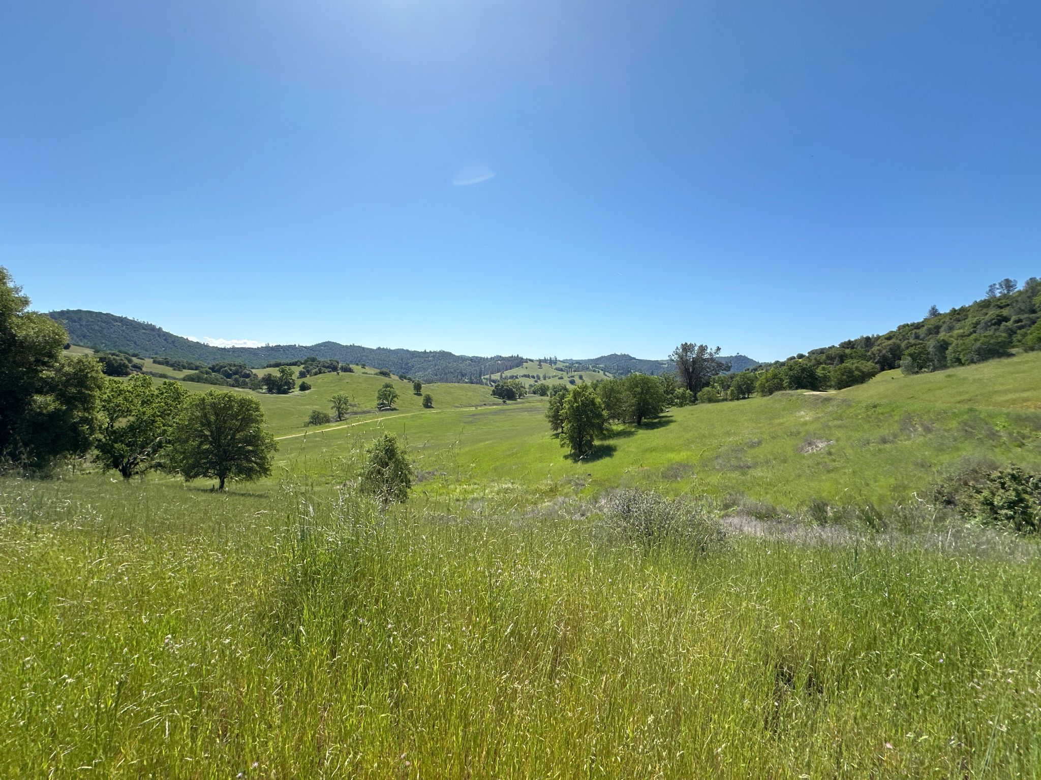 Vast green rolling hills and meadows under a clear, bright blue sky. - Bike loop from Cronan Ranch