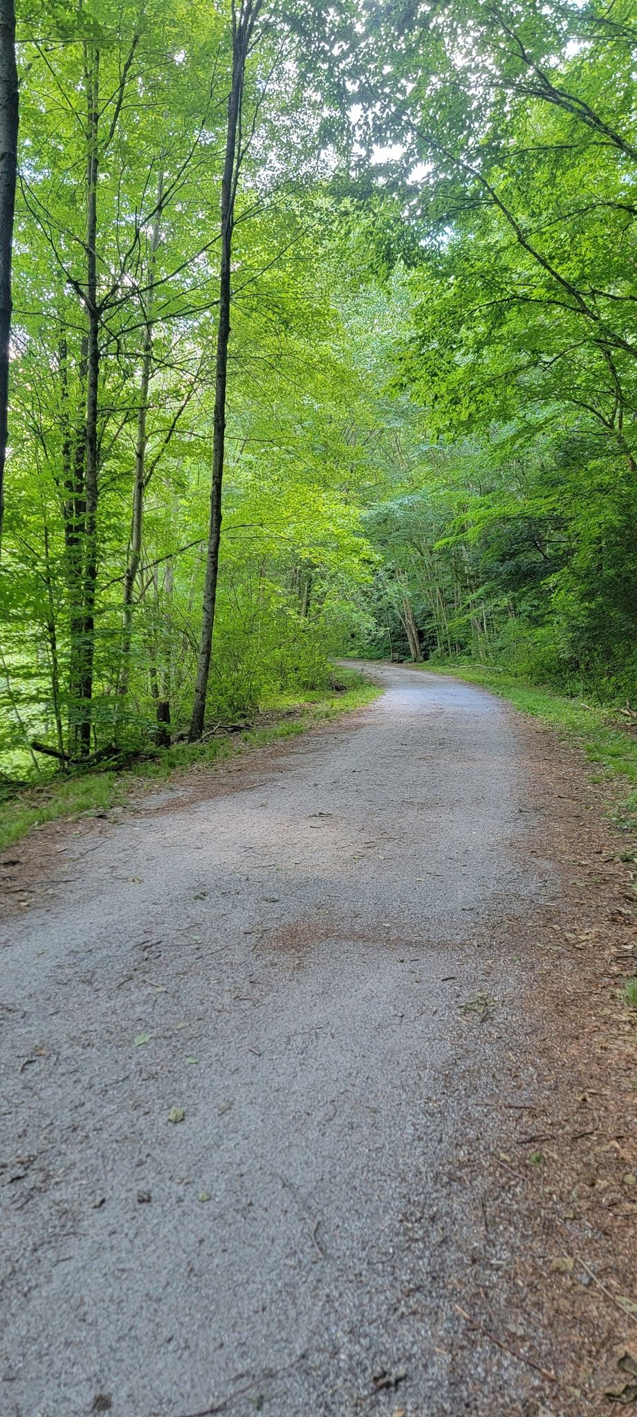 A wide dirt path winds through a vibrant green, sunlit forest. - Lehigh Gorge Trail