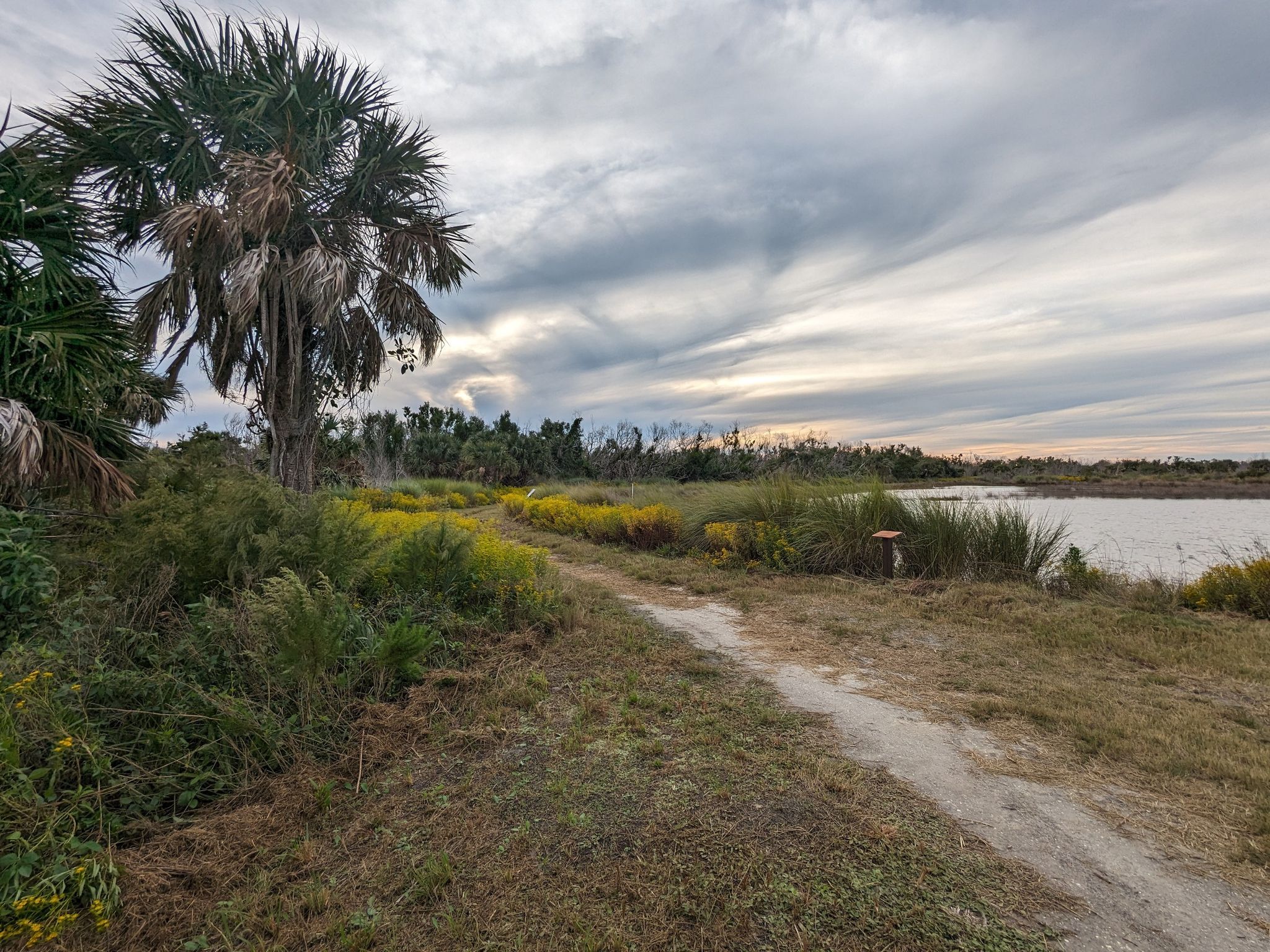 A dirt path winds past a palm tree and yellow flowers toward a lake. - Gulfside City Park – Bailey Tract loop from Billy's Bikes