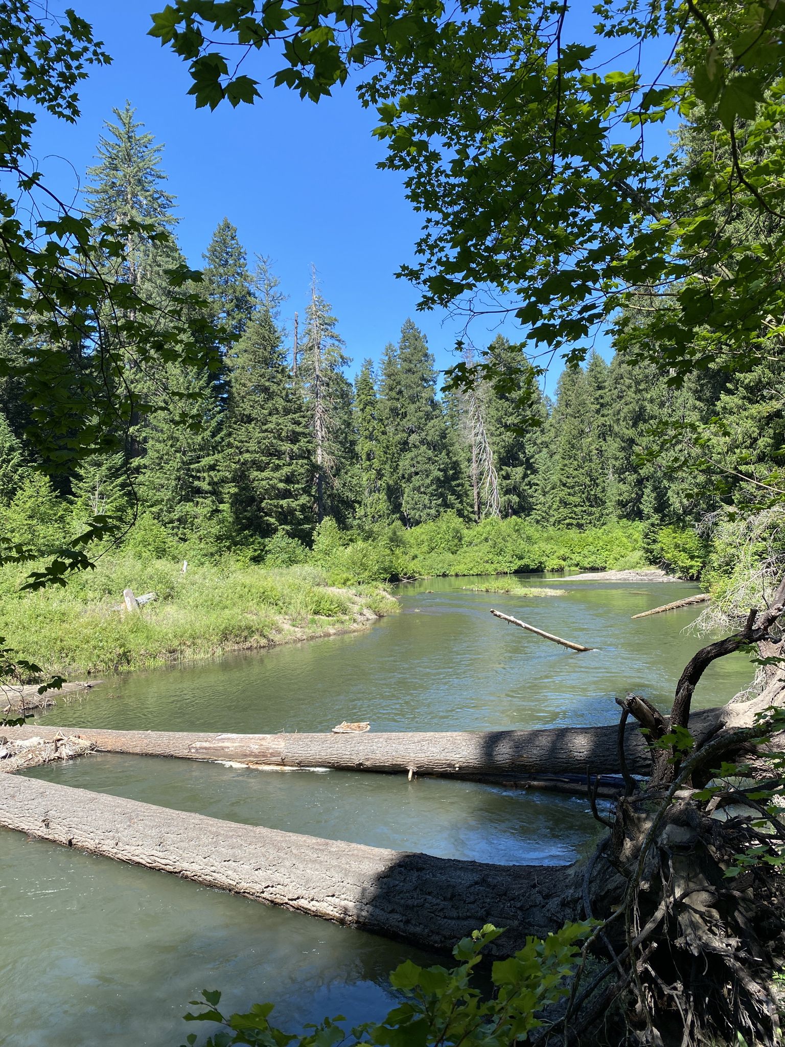 A calm river with large fallen logs, surrounded by lush green forest. - Takelma Gorge