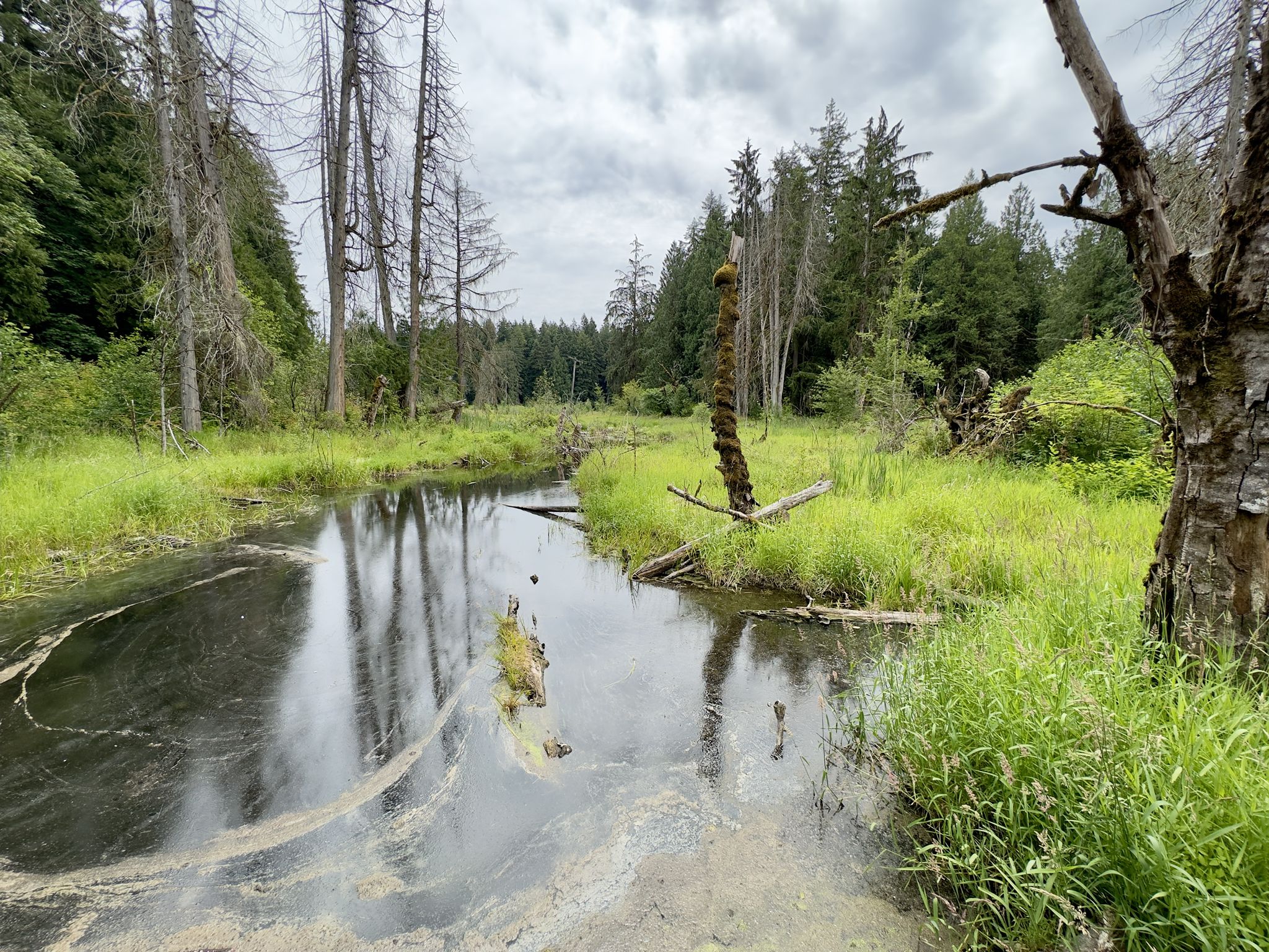 Dark stream winding through a marshy forest under an overcast sky. - Public Beach on Deep Lake – Millersylvania State Park loop from Millersylvania State Park