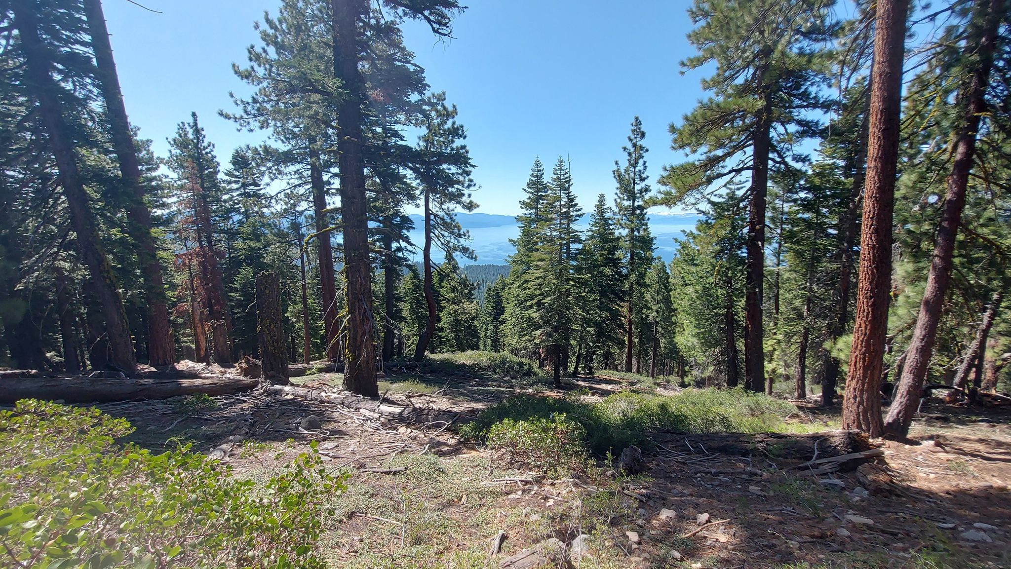 Forest hillside with tall pines overlooking a large body of water, clear sky. - Tahoe Rim Trail to Picnic Rock Viewpoint