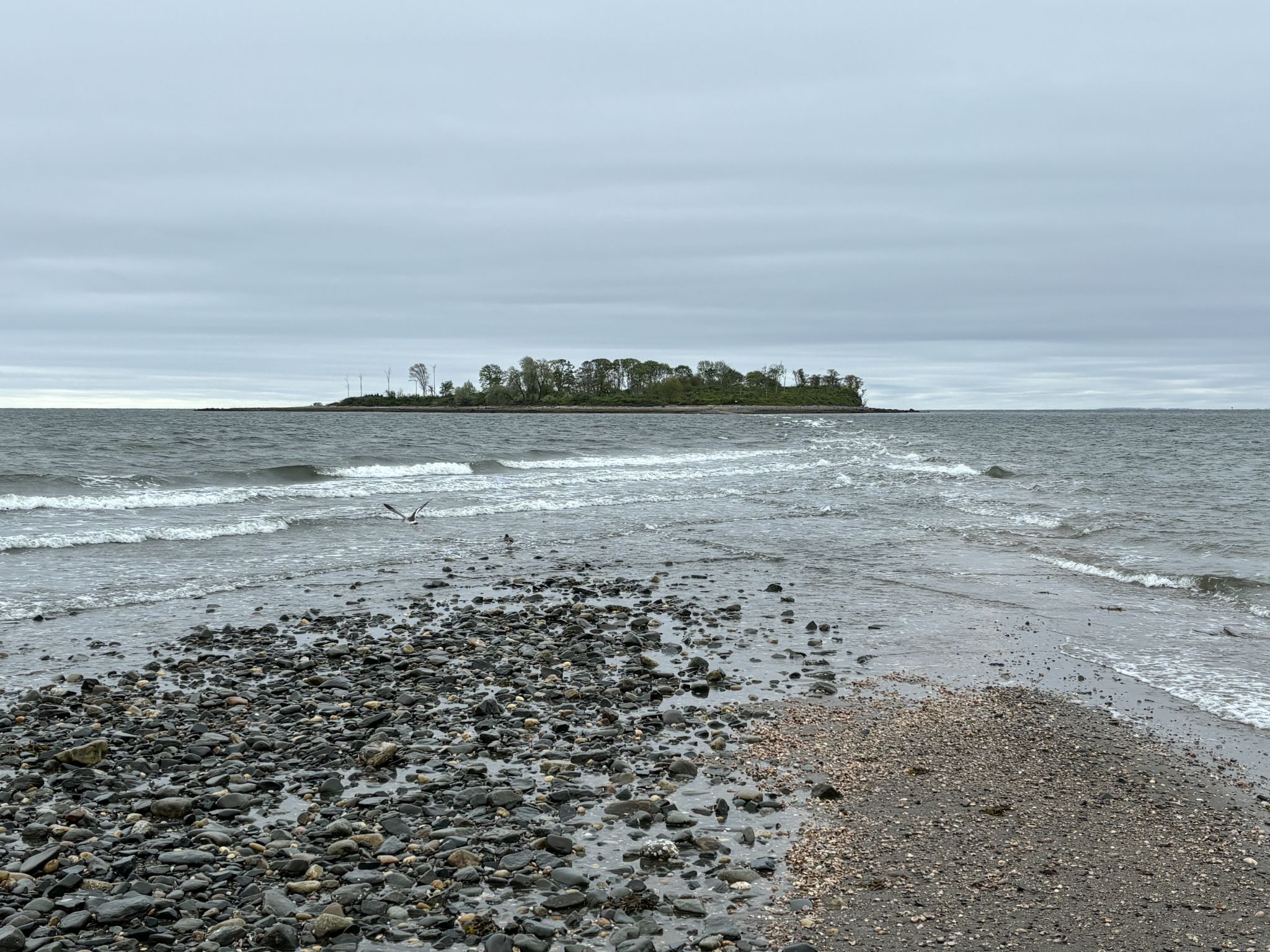 Rocky beach with waves, leading to a distant tree-covered island under overcast sky. - Charles Island Trail