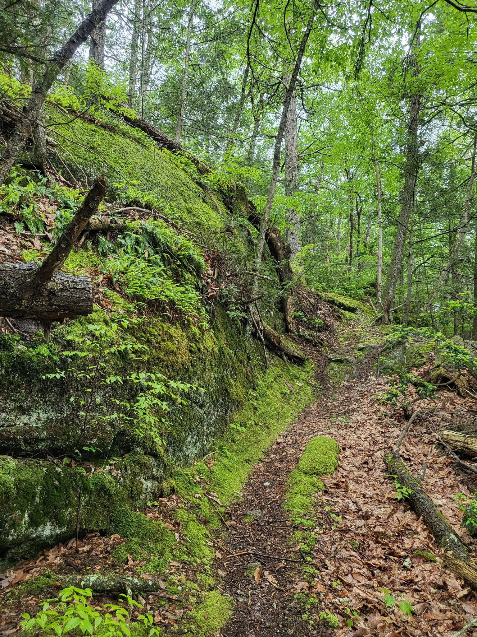 A narrow dirt path runs alongside a tall, mossy rock wall in a lush forest. - Mount Holyoke Range State Park Loop